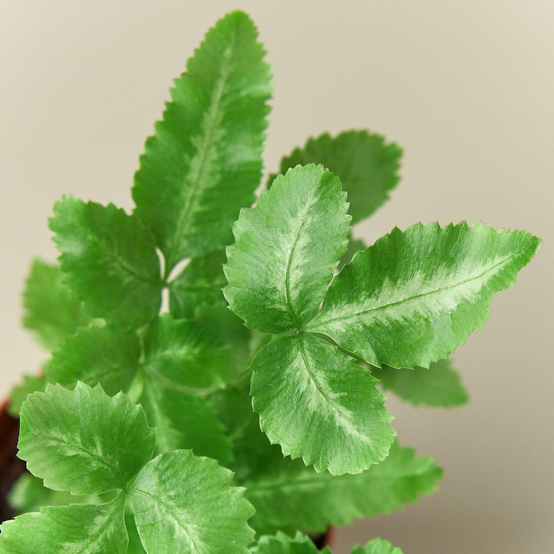 Pteris Cretica 'Albo Fern'-Indoor Plants-The Succulent Source
