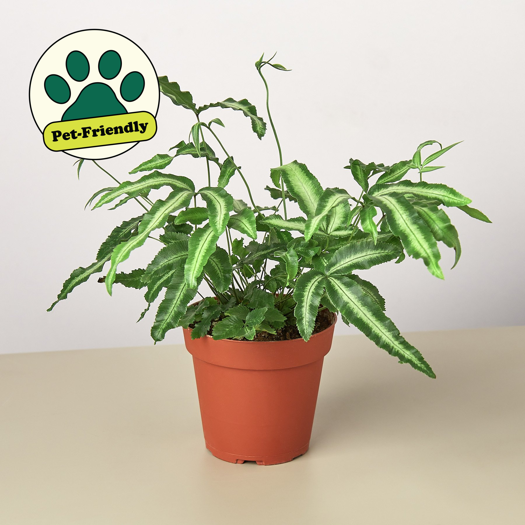 Pteris Cretica 'Albo Fern'-Indoor Plants-The Succulent Source