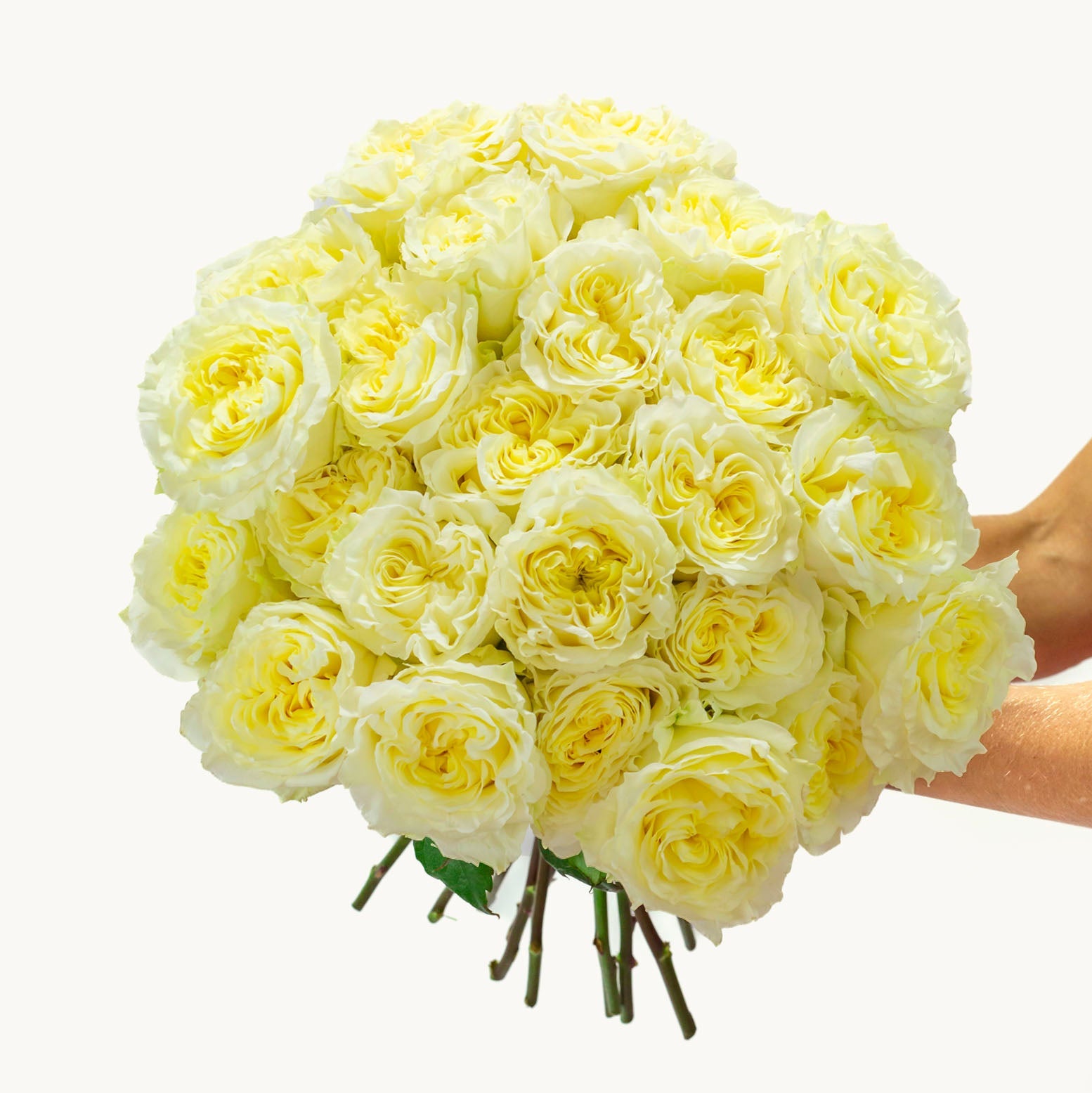 Pure Adoration-The Succulent Source