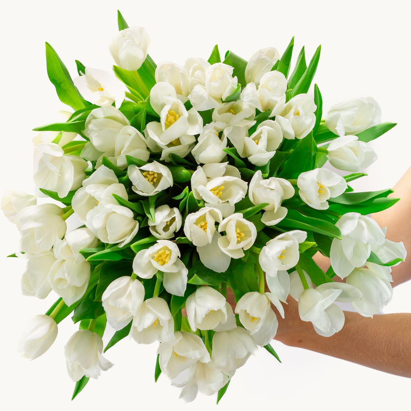 Pure White Tulips-The Succulent Source