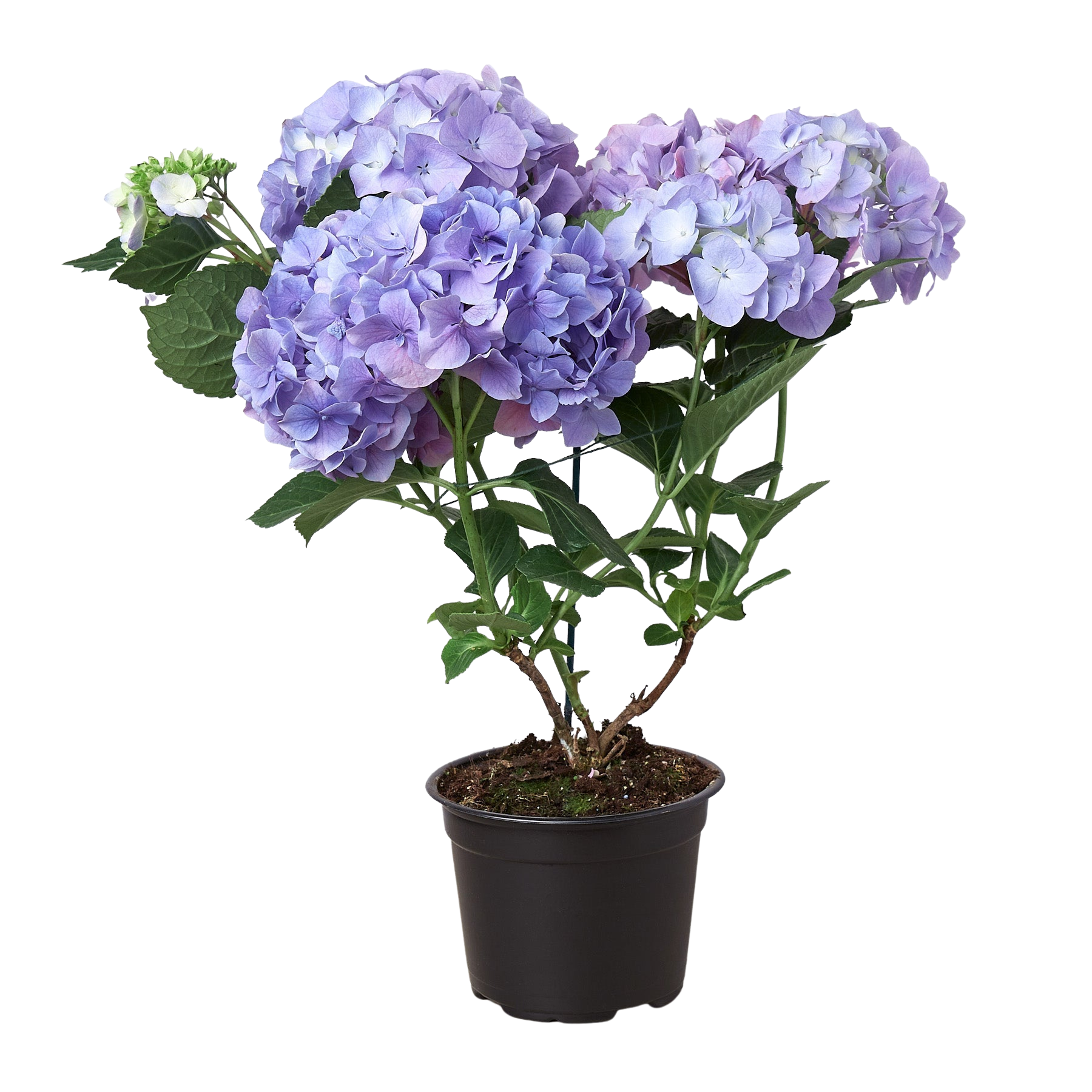 Purple Hydrangea-The Succulent Source