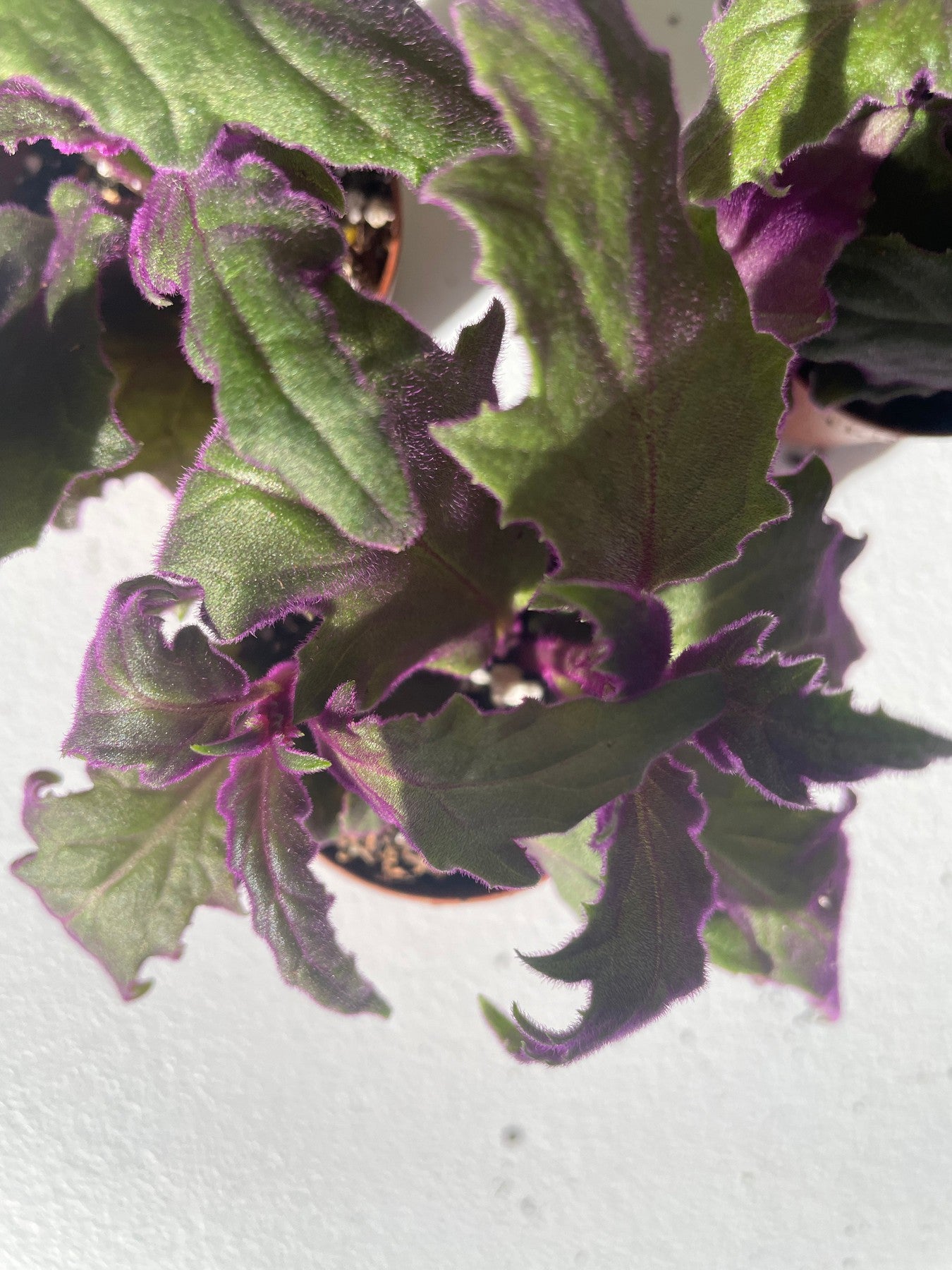 Purple Passion-Foliage-The Succulent Source