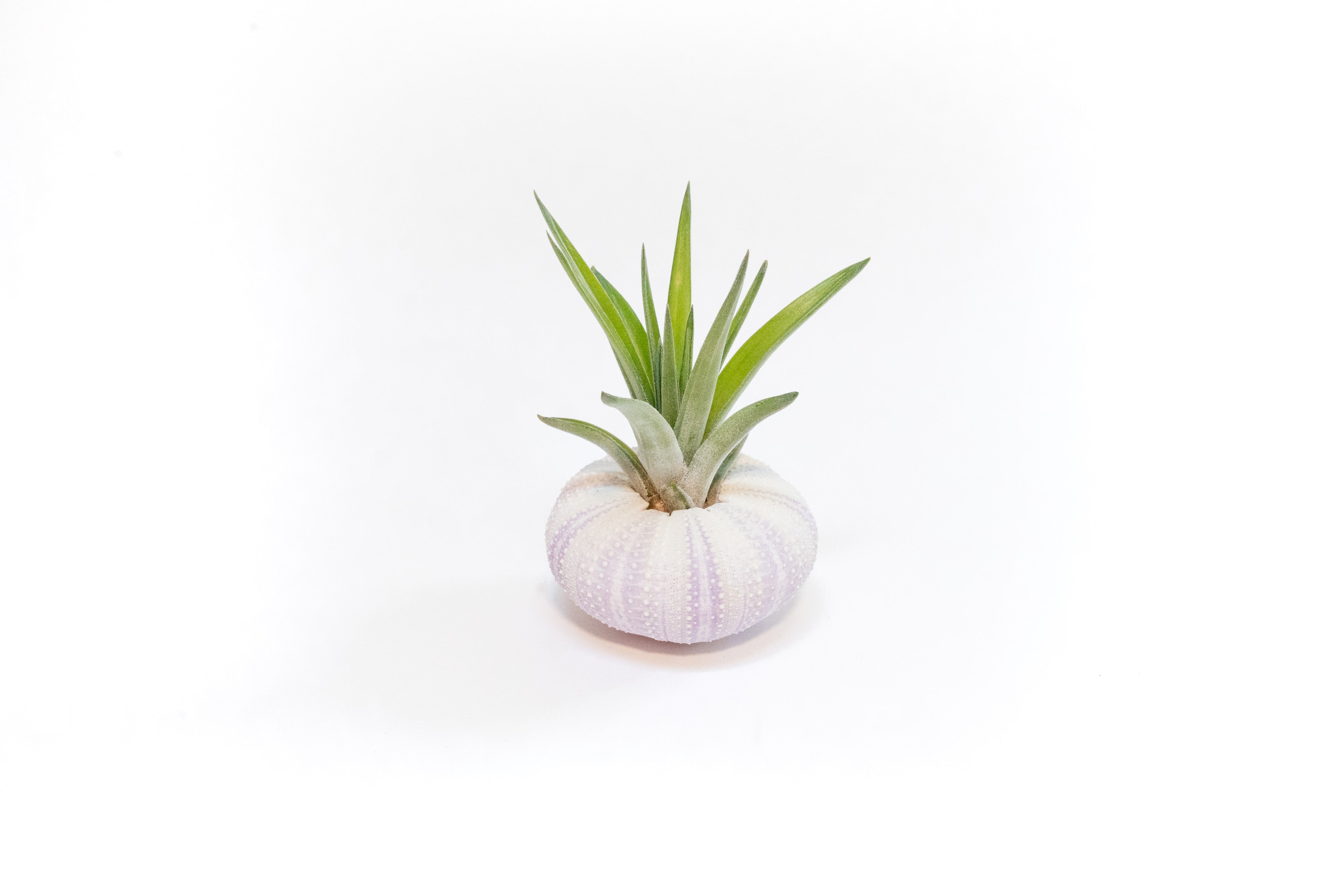 Purple Urchin with Tillandsia Air Plant - Set of 1, 3 or 5-terrarium-The Succulent Source