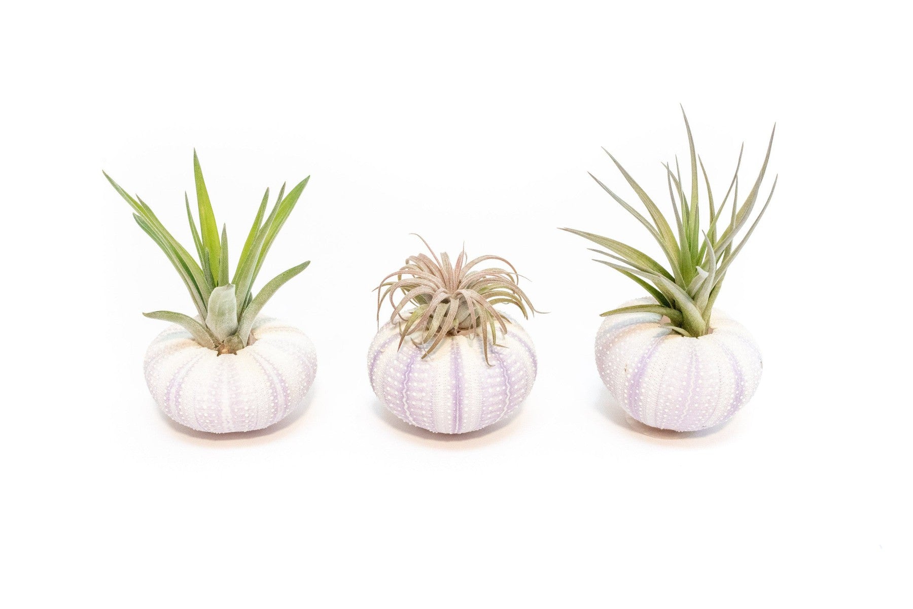 Purple Urchin with Tillandsia Air Plant - Set of 1, 3 or 5-terrarium-The Succulent Source