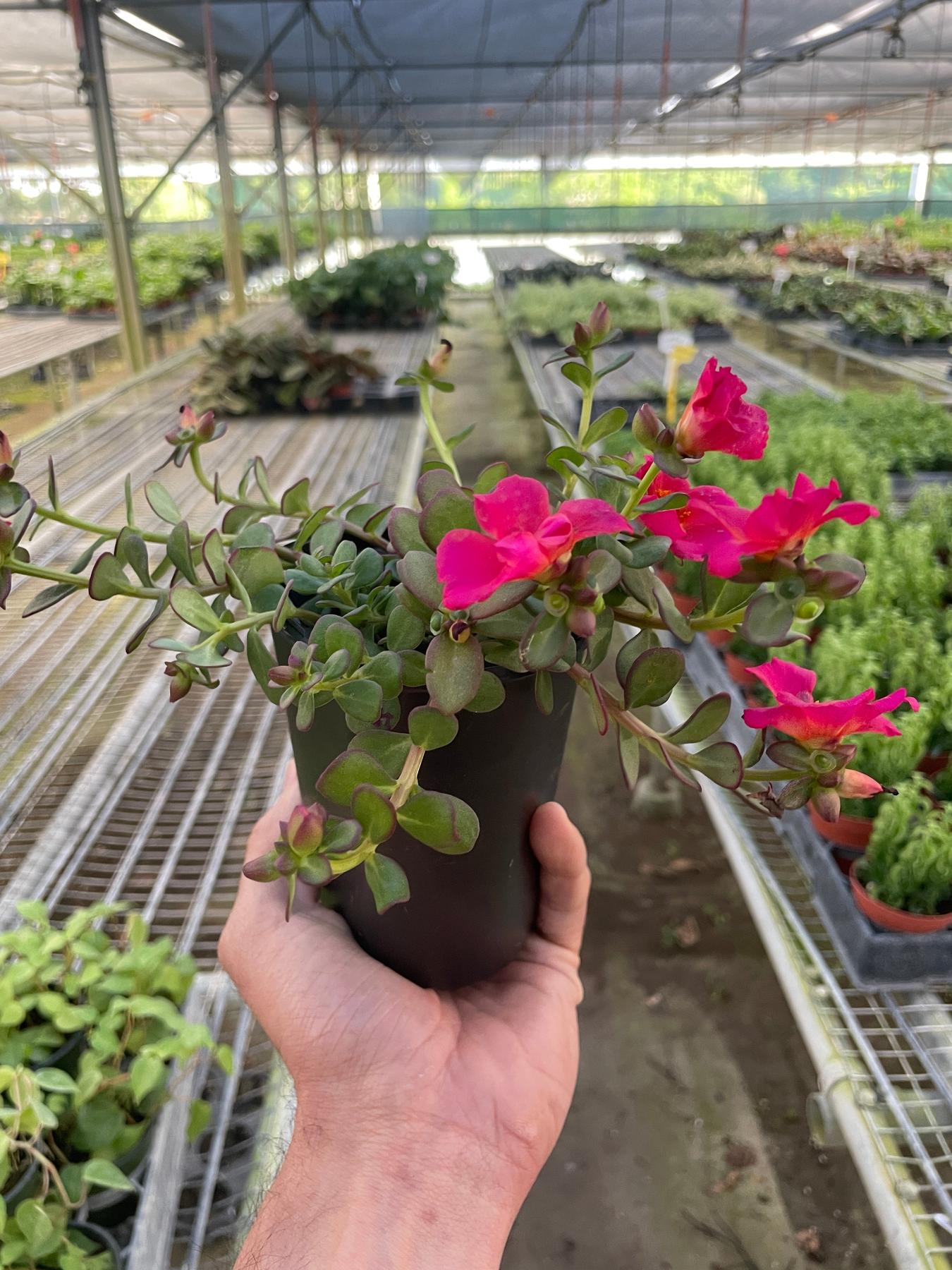 Purslane-Flowering-The Succulent Source