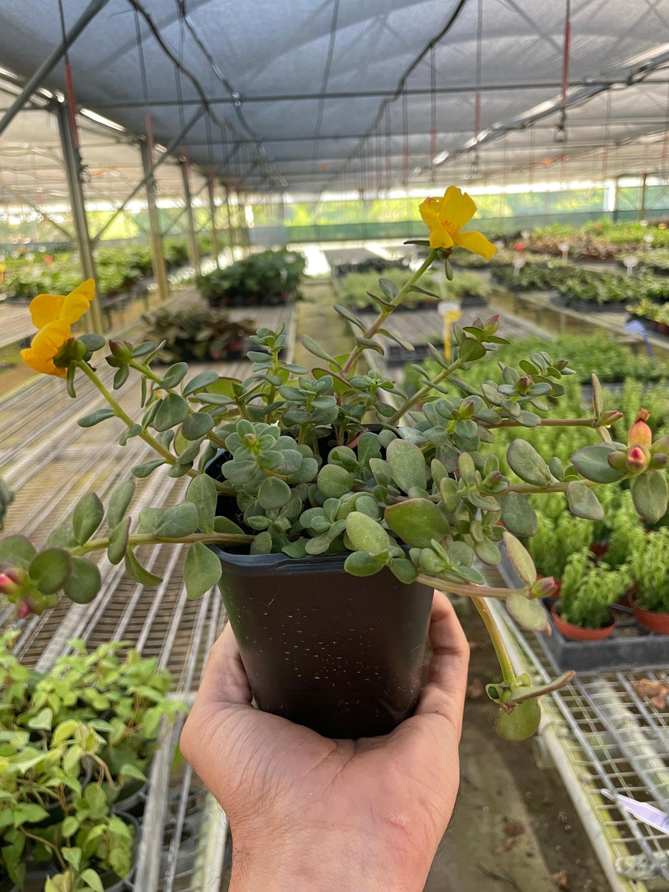 Purslane-Flowering-The Succulent Source
