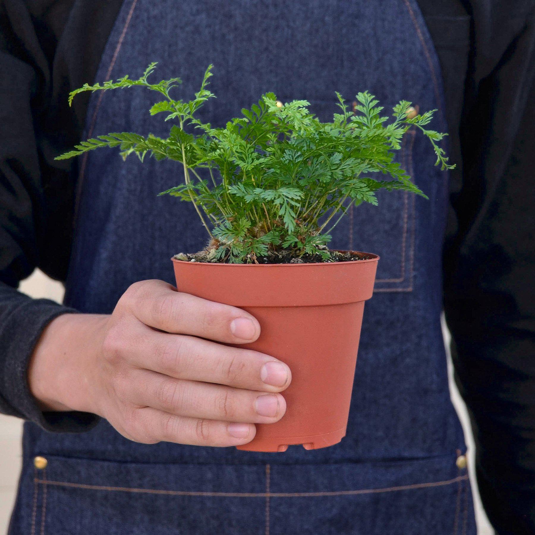Rabbit's Foot Fern-Indoor Plants-The Succulent Source