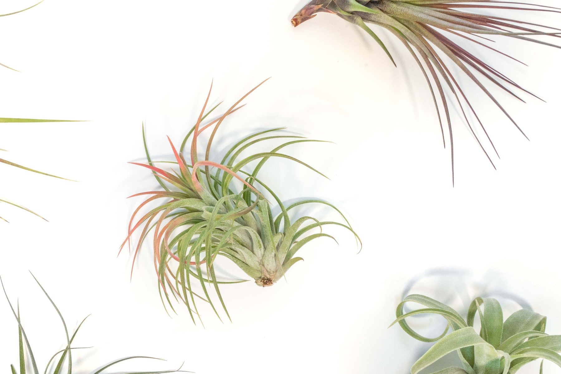 SALE - Collector's Choice Variety of Tillandsia Air Plants - 40% Off-airplant-The Succulent Source