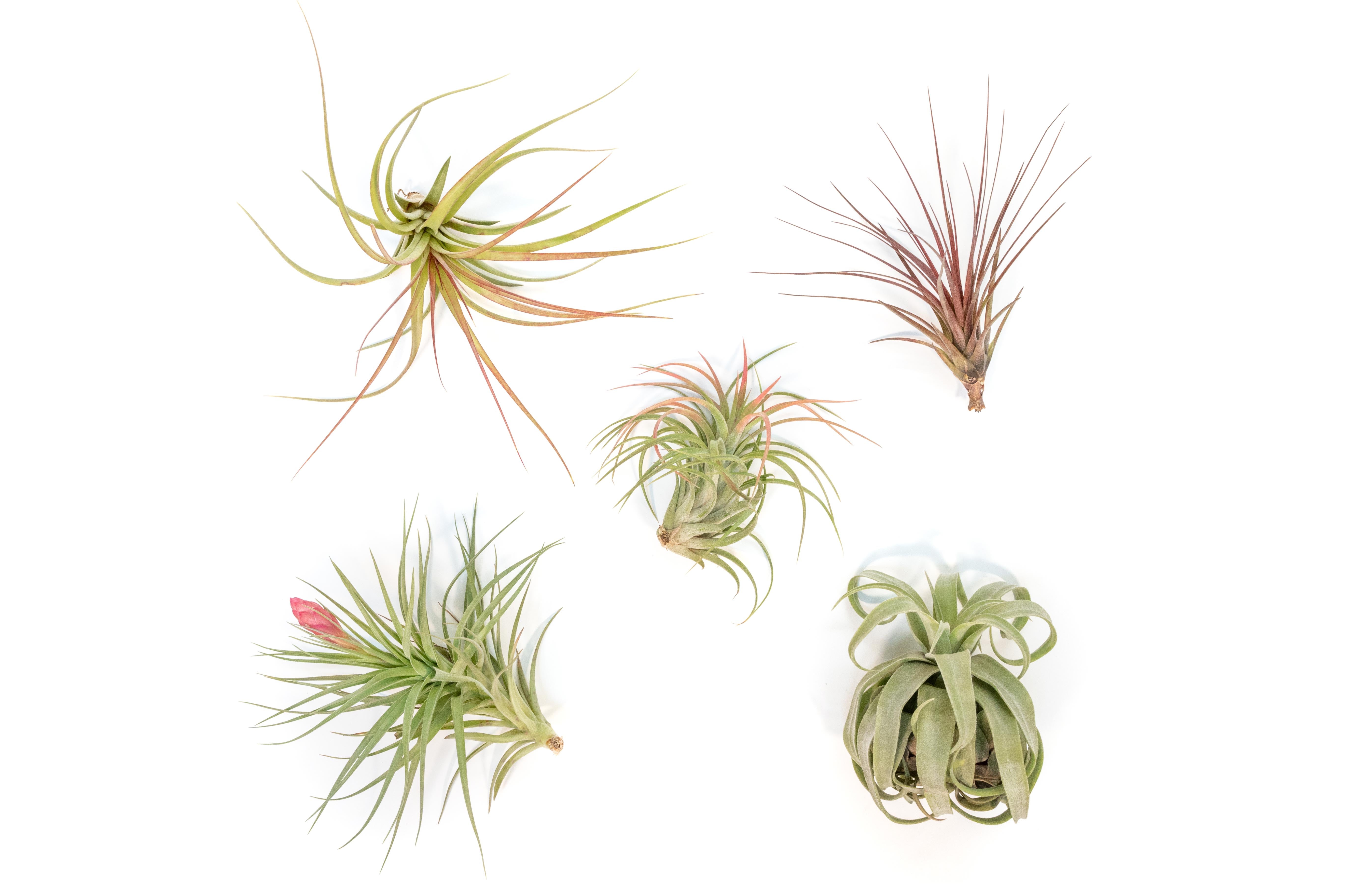 SALE - Collector's Choice Variety of Tillandsia Air Plants - 40% Off-airplant-The Succulent Source