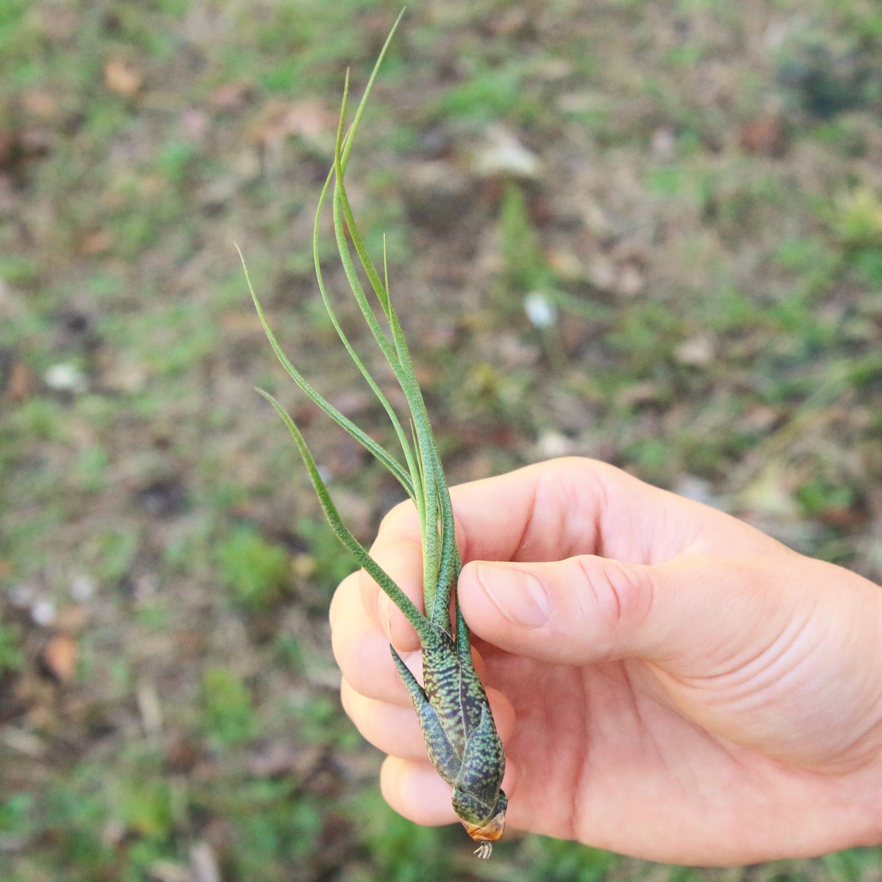 SALE - Large Tillandsia Butzii Air Plants - Set of 10 or 20 Air Plants - 40% Off-airplant-The Succulent Source