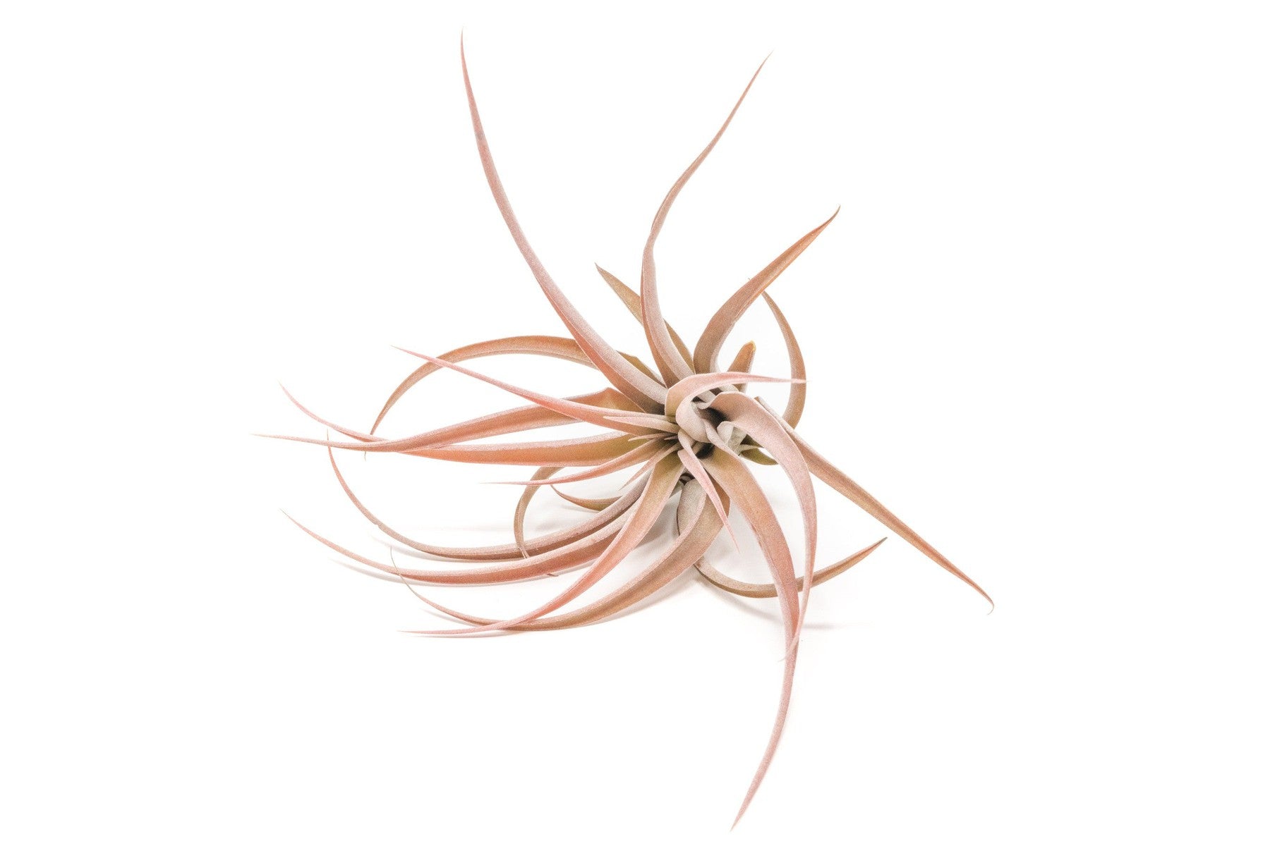 SALE - Large Tillandsia Capitata Peach - Set of 5, 10, or 20 Air Plants - 50% Off-airplant-The Succulent Source