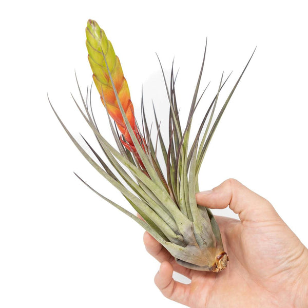 SALE - Large Tillandsia Fasciculata Tricolor Air Plants - Set of 5 or