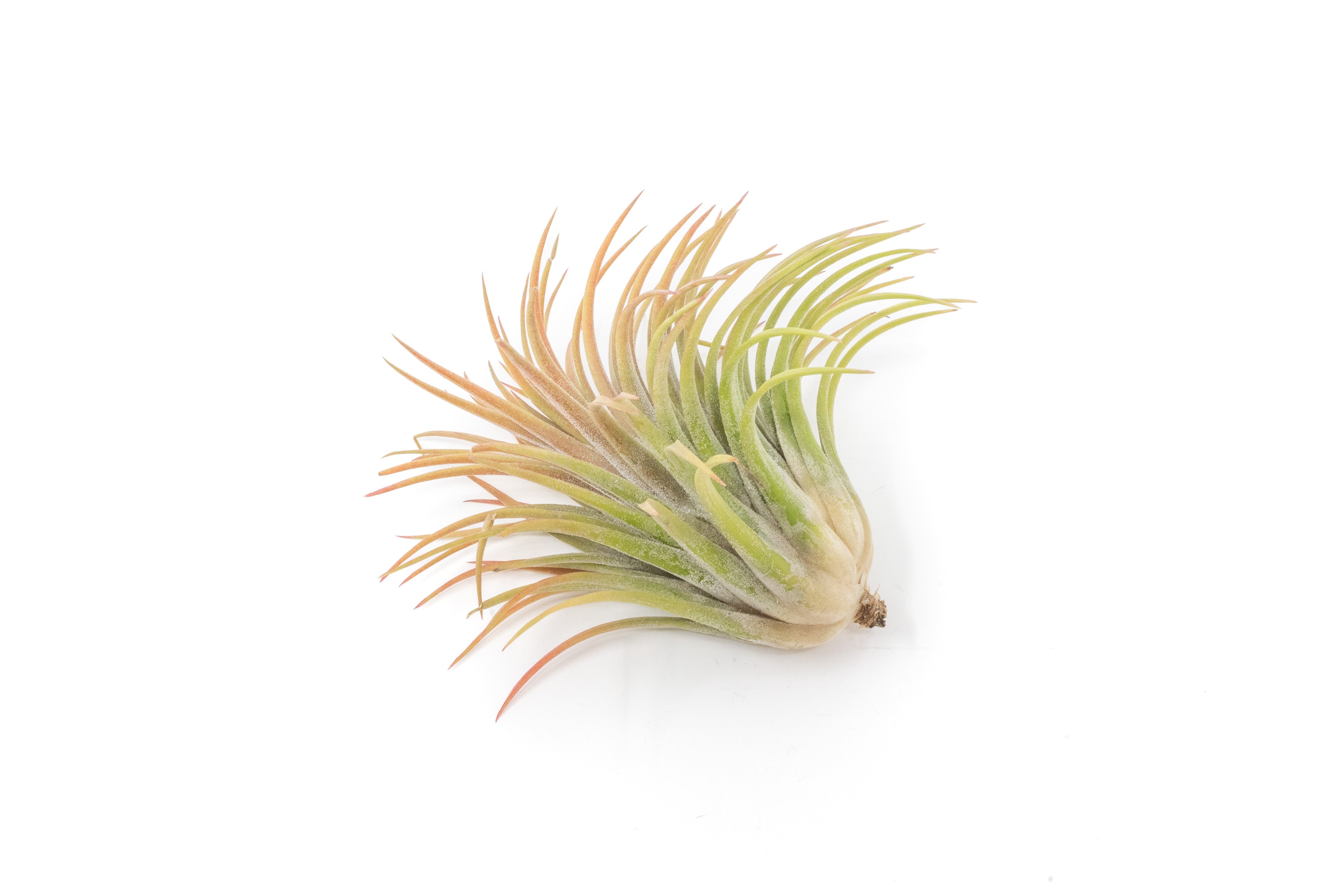 SALE - Large Tillandsia Ionantha Rubra Air Plants - Set of 10 or 20 - 40% Off-airplant-The Succulent Source