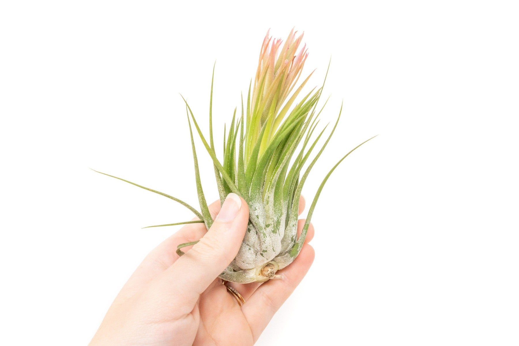 SALE - Large Tillandsia Ionantha Scaposa - Set of 10 or 20 Air Plants - 40% Off-airplant-The Succulent Source
