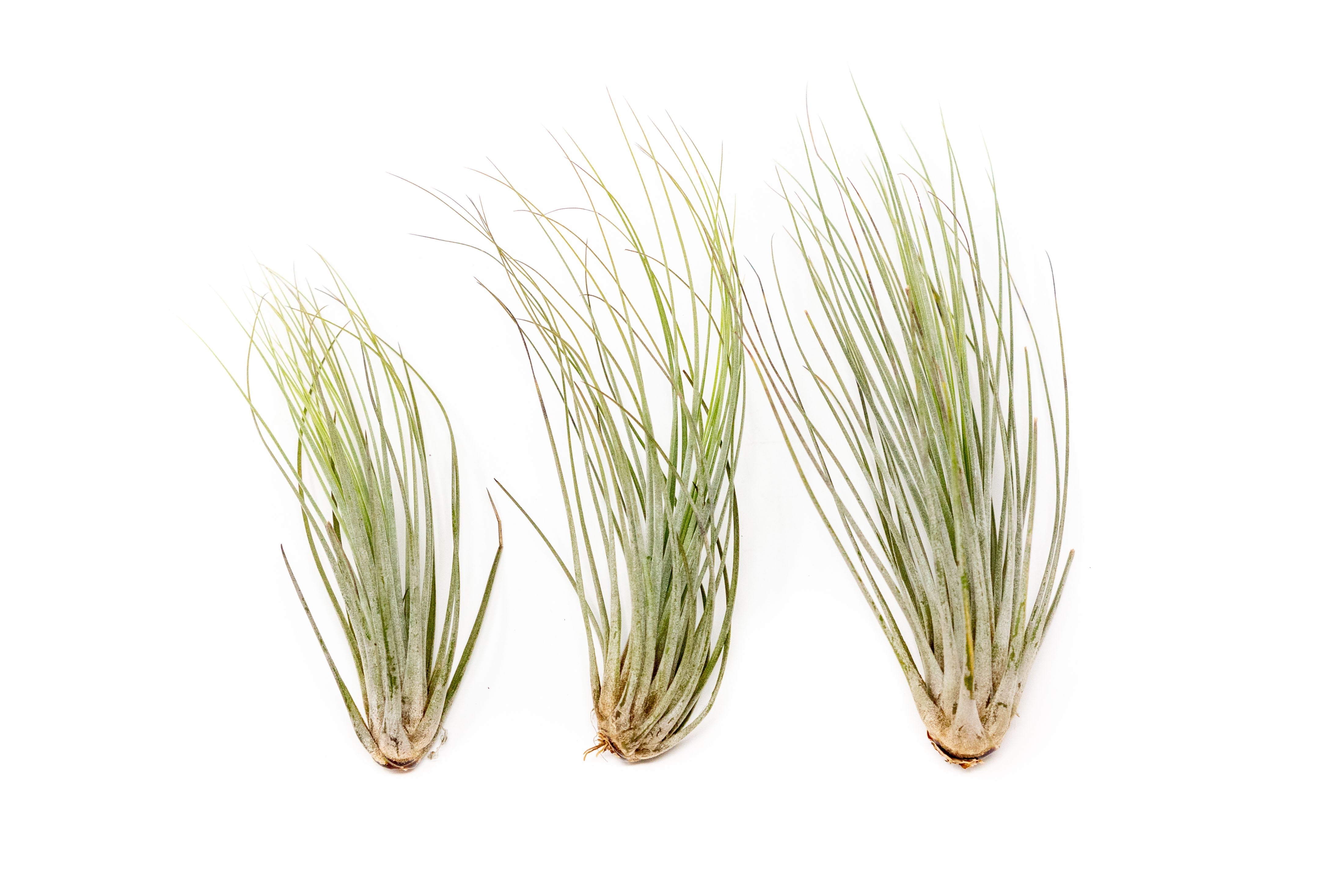 SALE - Large Tillandsia Juncea - Set of 10, 15 or 20 Air Plants - 50% Off-airplant-The Succulent Source