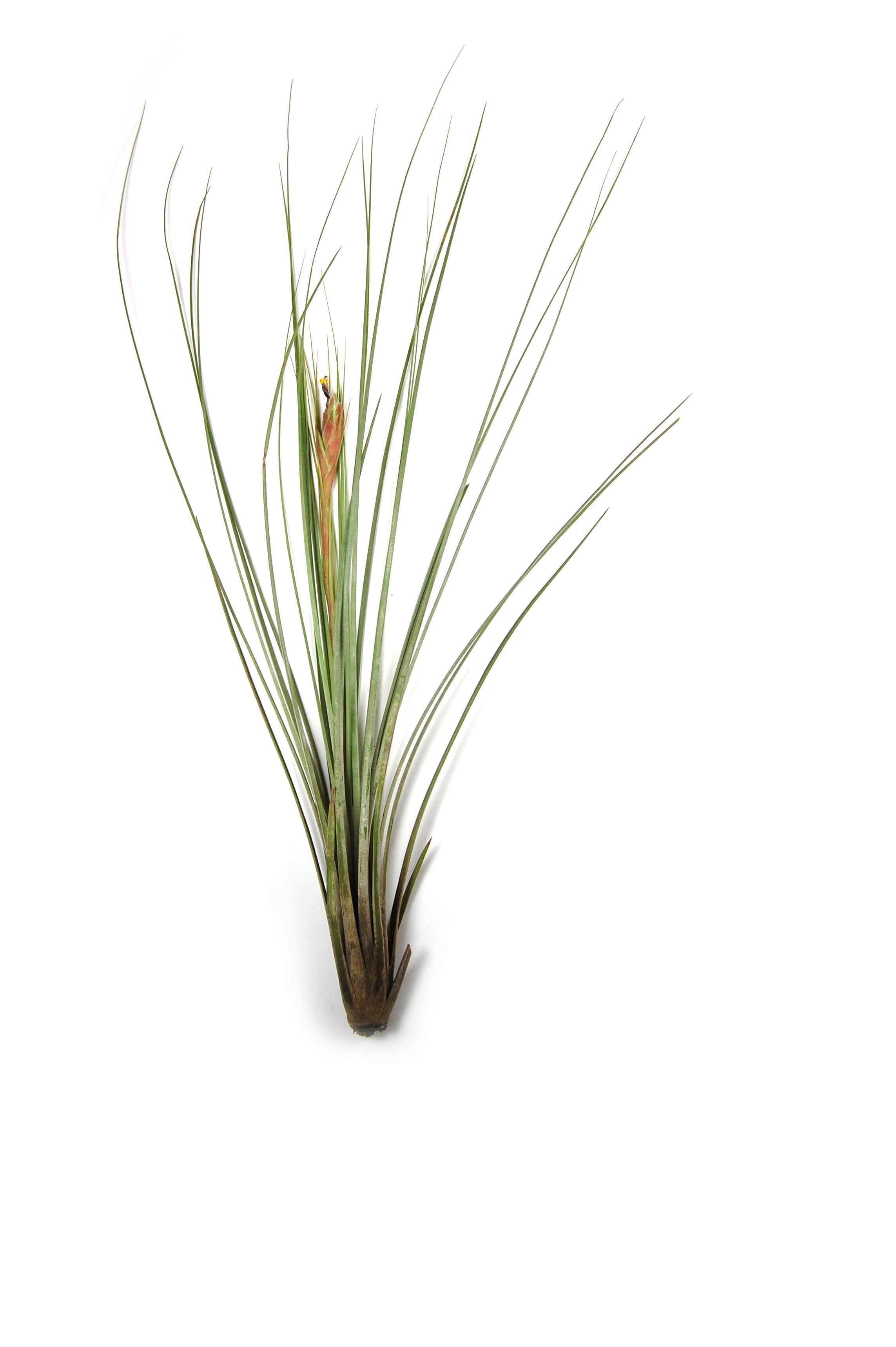 SALE - Large Tillandsia Juncea - Set of 10, 15 or 20 Air Plants - 50% Off-airplant-The Succulent Source