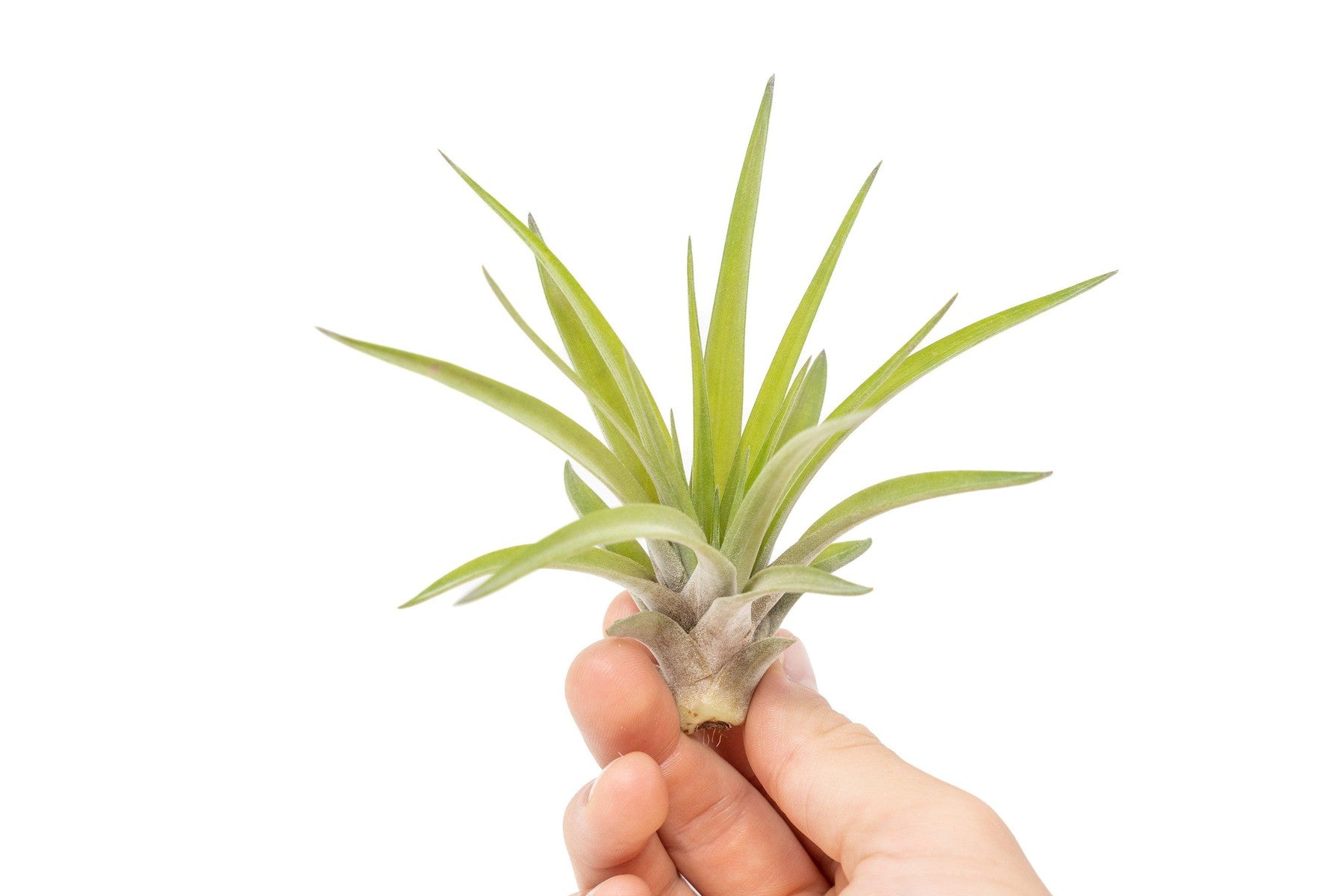 SALE - Large Tillandsia Velutina Air Plants - Set of 5 or 10 - 50% Off-airplant-The Succulent Source