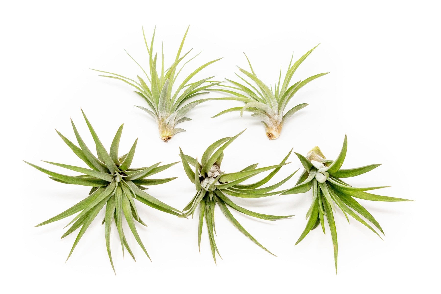 SALE - Large Tillandsia Velutina Air Plants - Set of 5 or 10 - 50% Off-airplant-The Succulent Source