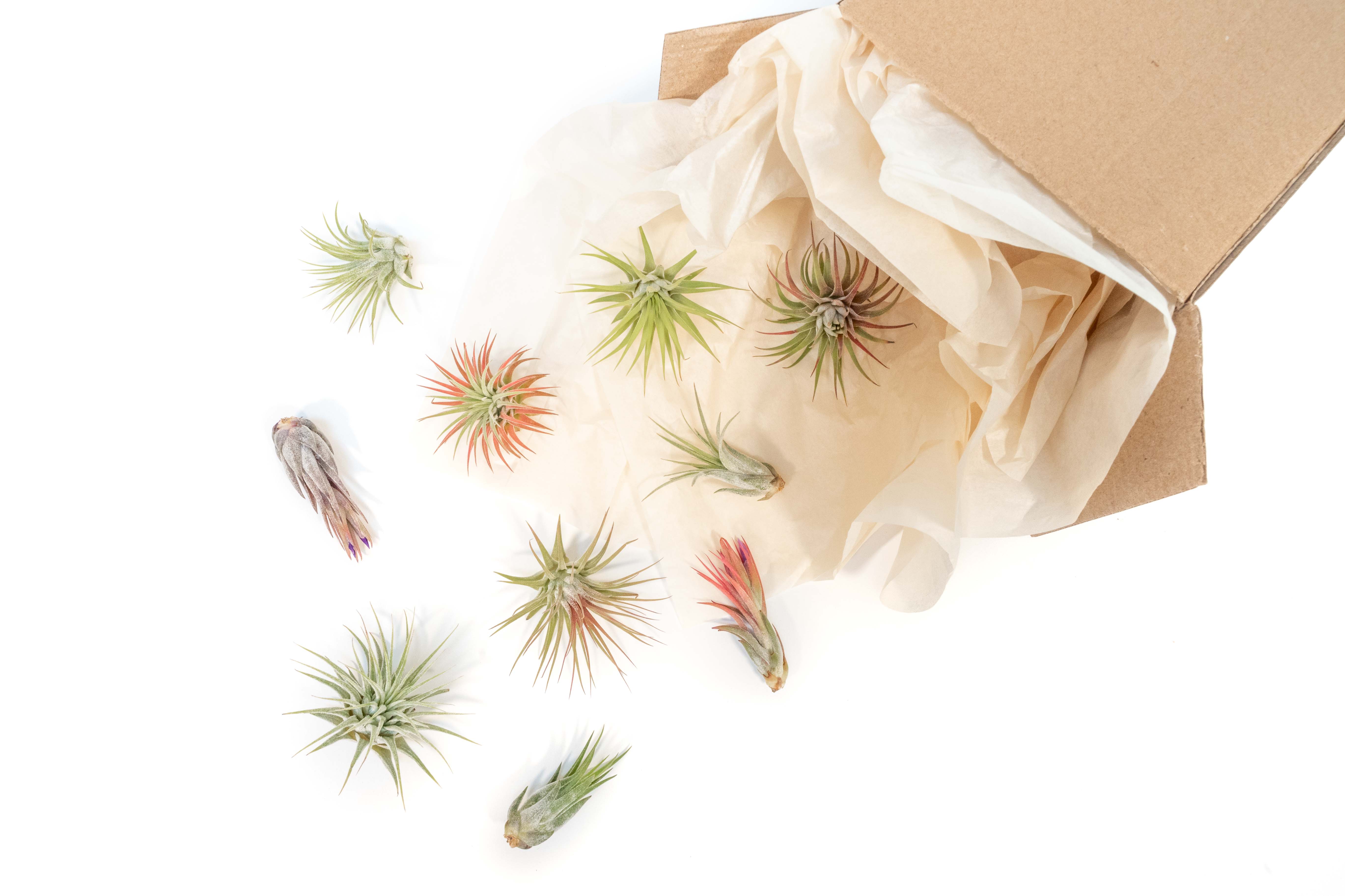 SALE - Mini Tillandsia Ionantha Air Plant Pups - Sets of 5, 10 or 15 - 40% Off-airplant-The Succulent Source