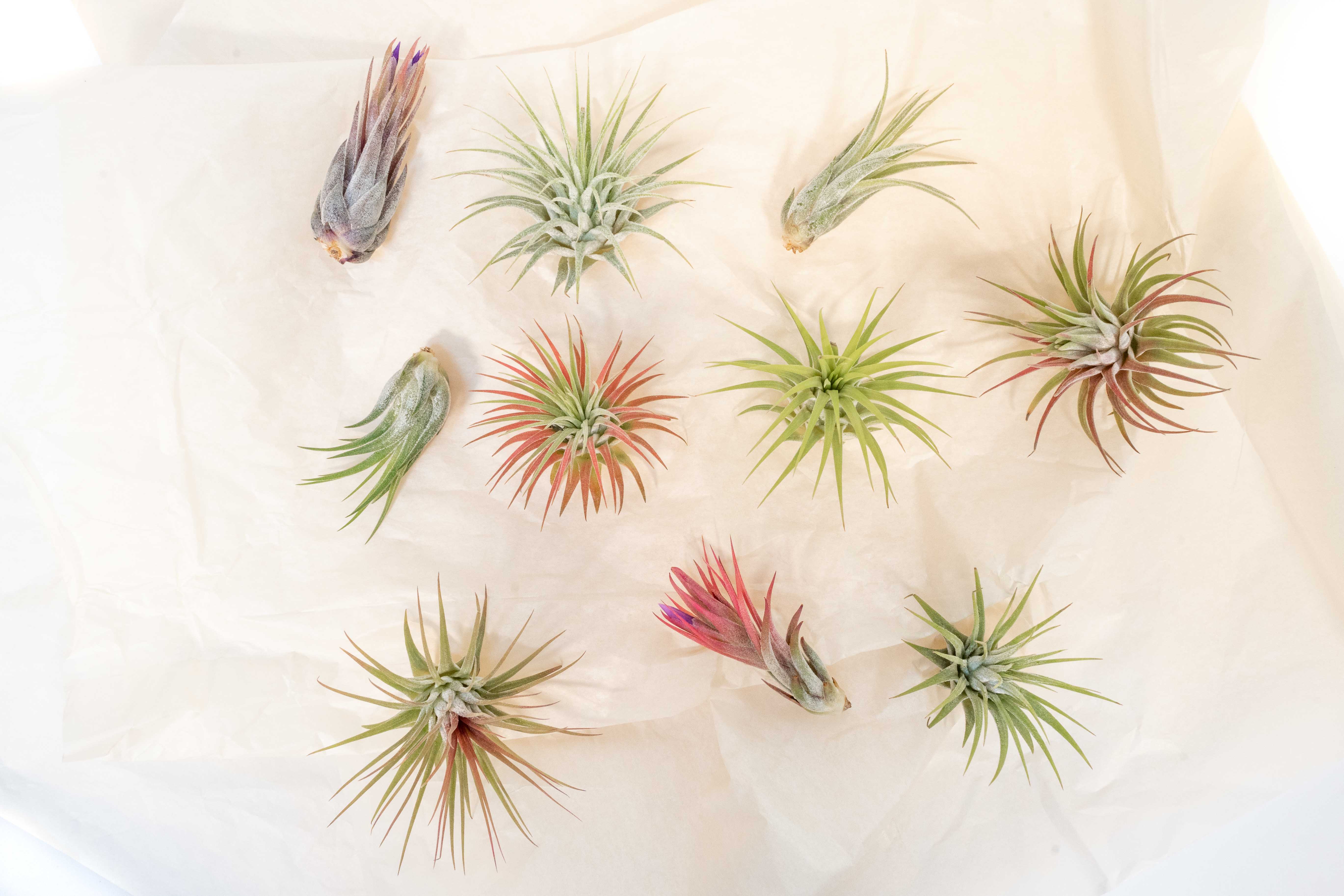 SALE - Mini Tillandsia Ionantha Air Plant Pups - Sets of 5, 10 or 15 - 40% Off-airplant-The Succulent Source