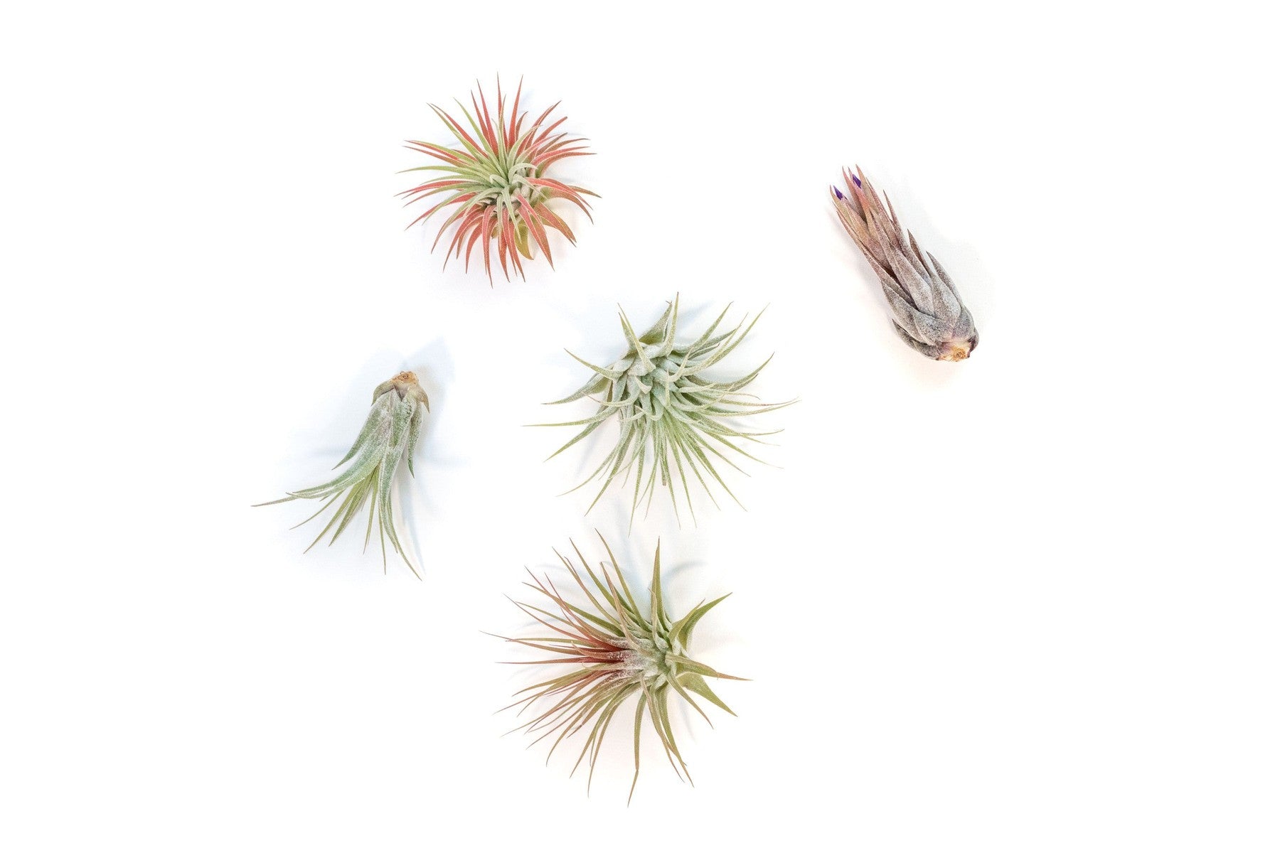 SALE - Mini Tillandsia Ionantha Air Plant Pups - Sets of 5, 10 or 15 - 40% Off-airplant-The Succulent Source