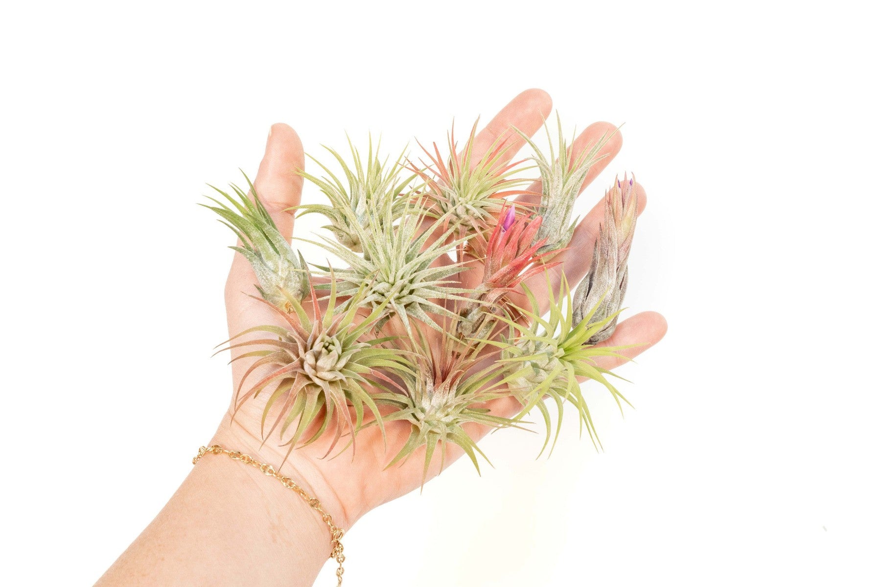 SALE - Mini Tillandsia Ionantha Air Plant Pups - Sets of 5, 10 or 15 - 40% Off-airplant-The Succulent Source