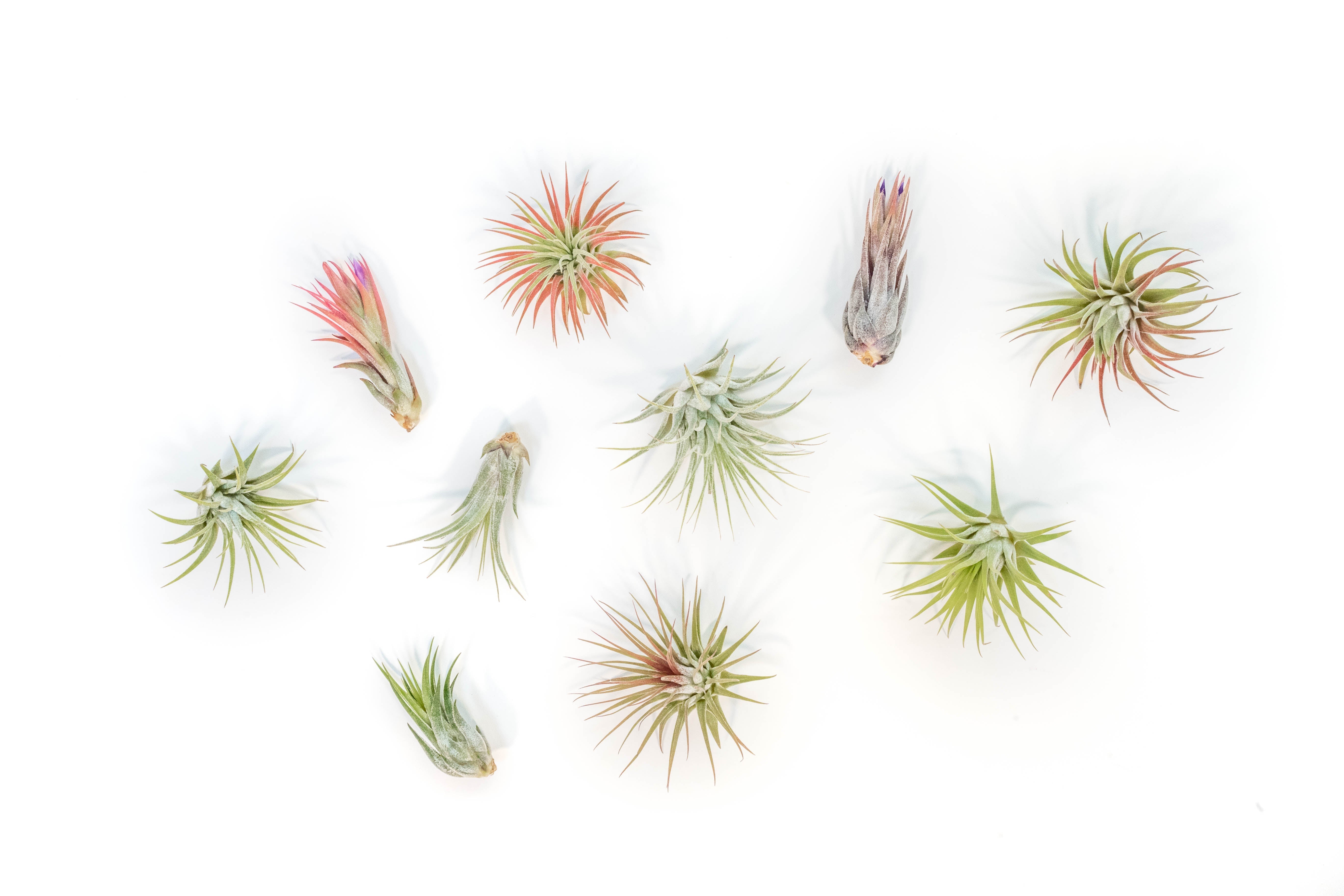 SALE - Mini Tillandsia Ionantha Air Plant Pups - Sets of 5, 10 or 15 - 40% Off-airplant-The Succulent Source