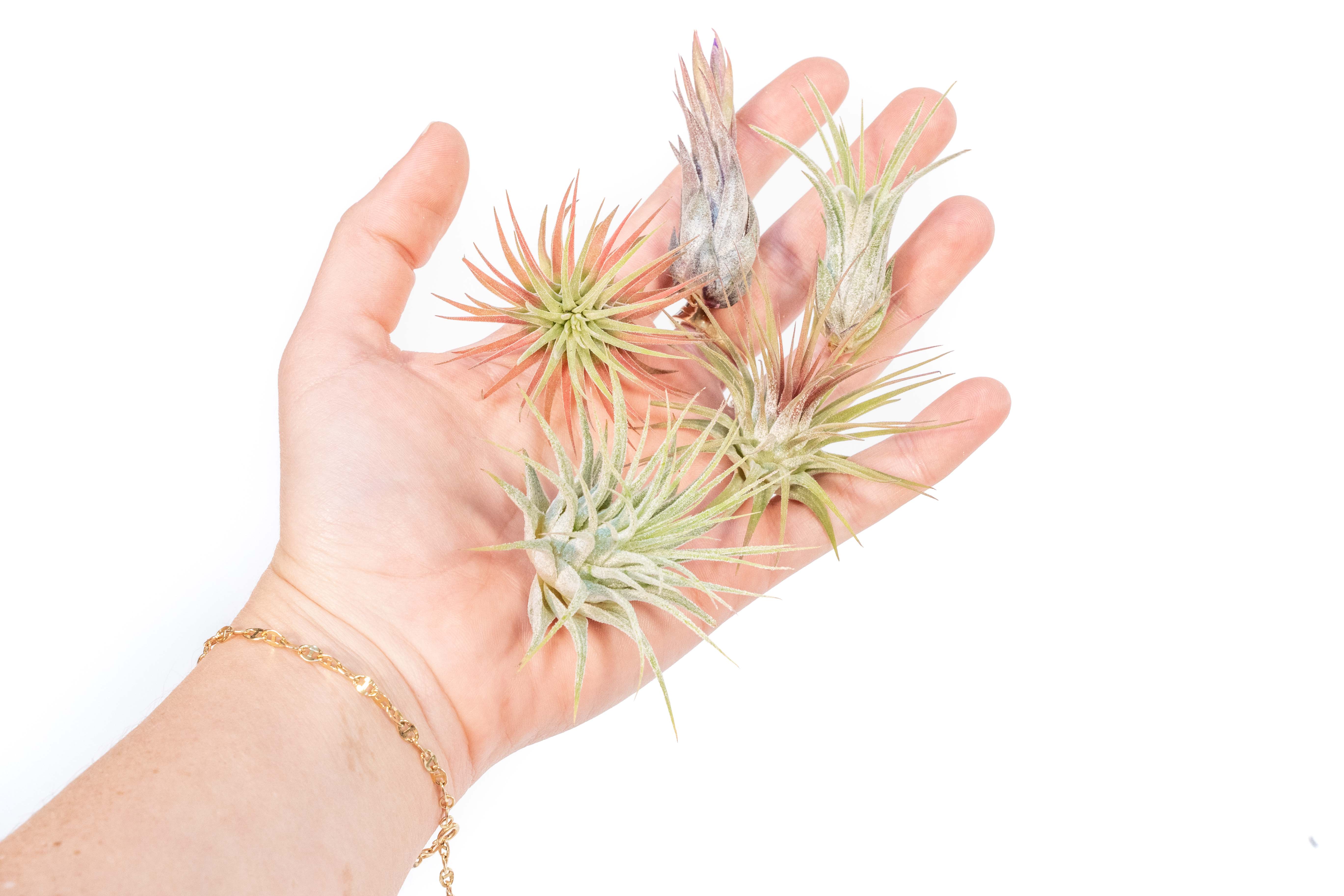 SALE - Mini Tillandsia Ionantha Air Plant Pups - Sets of 5, 10 or 15 - 40% Off-airplant-The Succulent Source