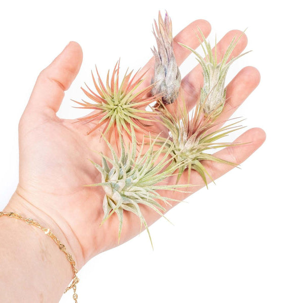 SALE-Mini-Tillandsia-Ionantha-