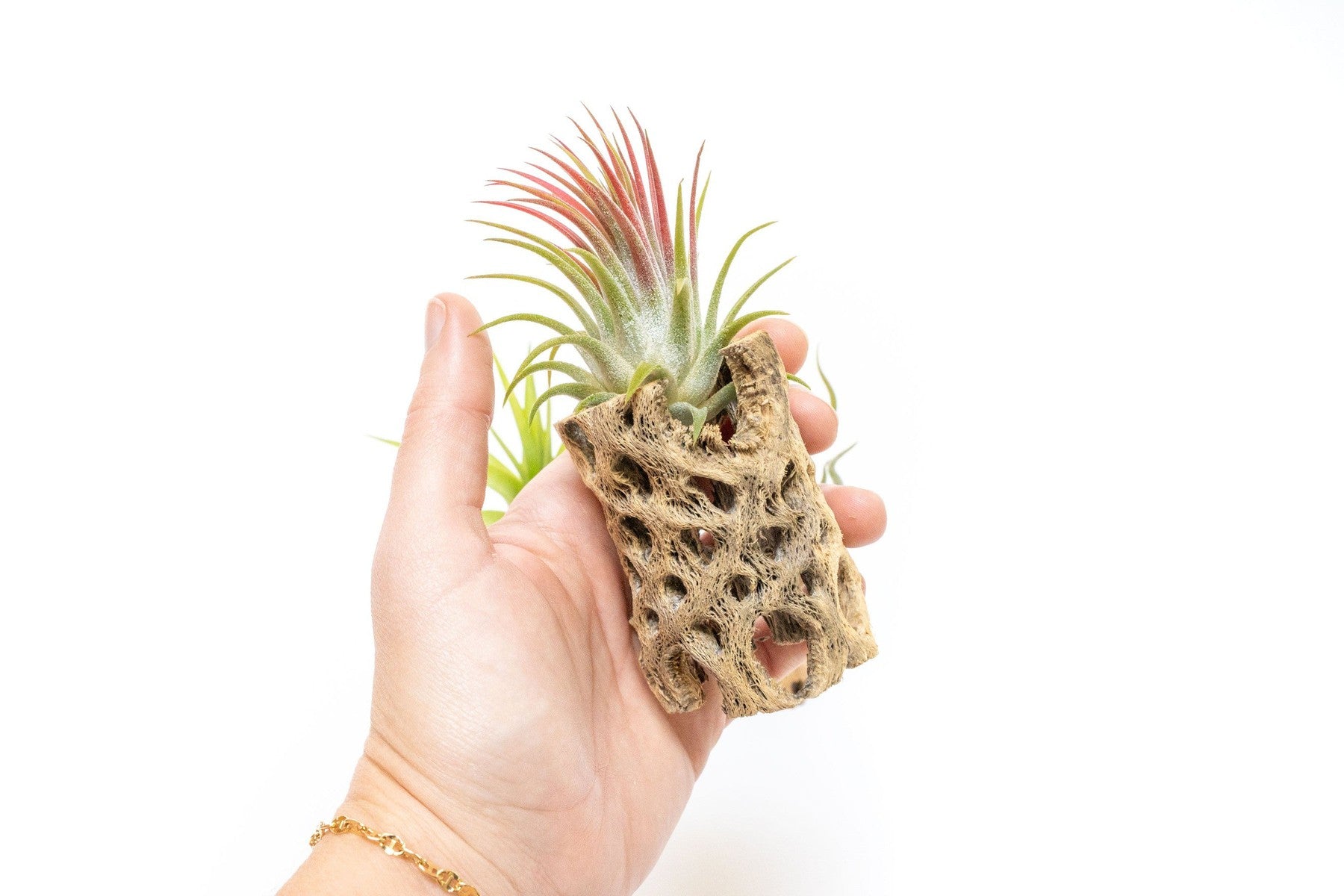 SALE - Natural Cholla Wood Containers with Assorted Tillandsia Air Plants - Set of 3 - 20% Off-The Succulent Source