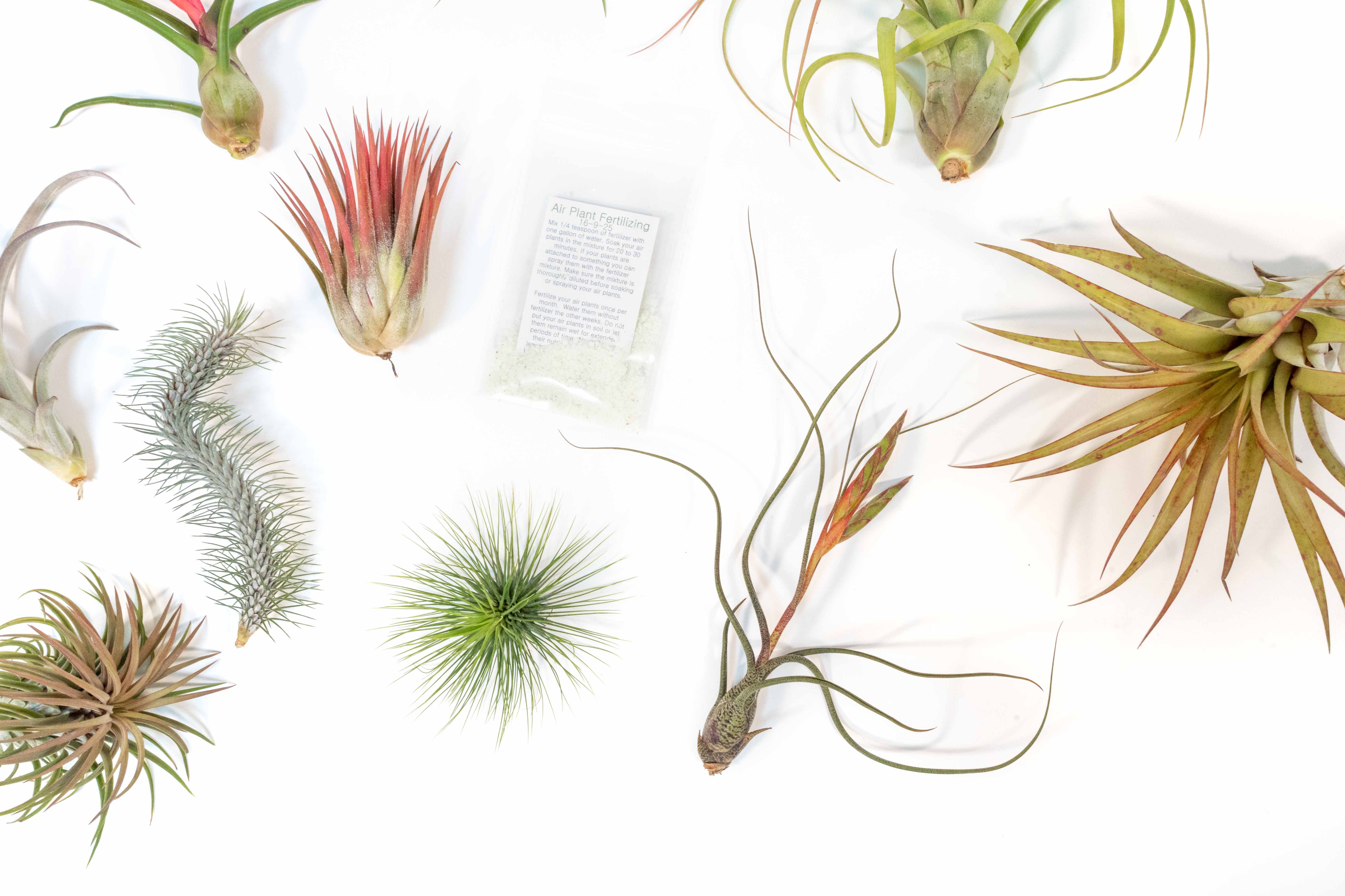 SALE - Premium Tillandsia Air Plant Grab Bag & Fertilizer Packet - Set of 10, 20 or 30 - 40% Off-airplant-The Succulent Source