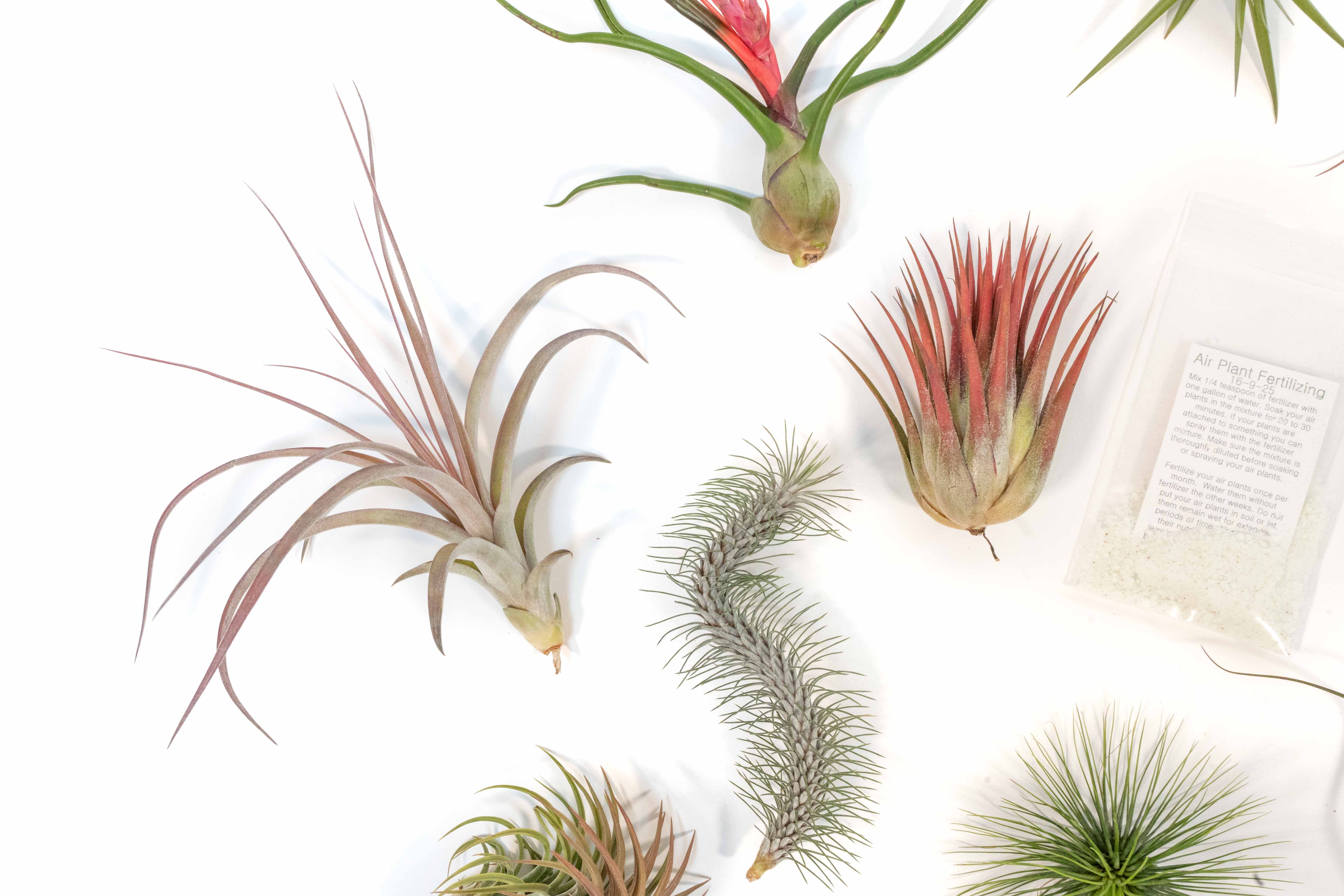 SALE - Premium Tillandsia Air Plant Grab Bag & Fertilizer Packet - Set of 10, 20 or 30 - 40% Off-airplant-The Succulent Source