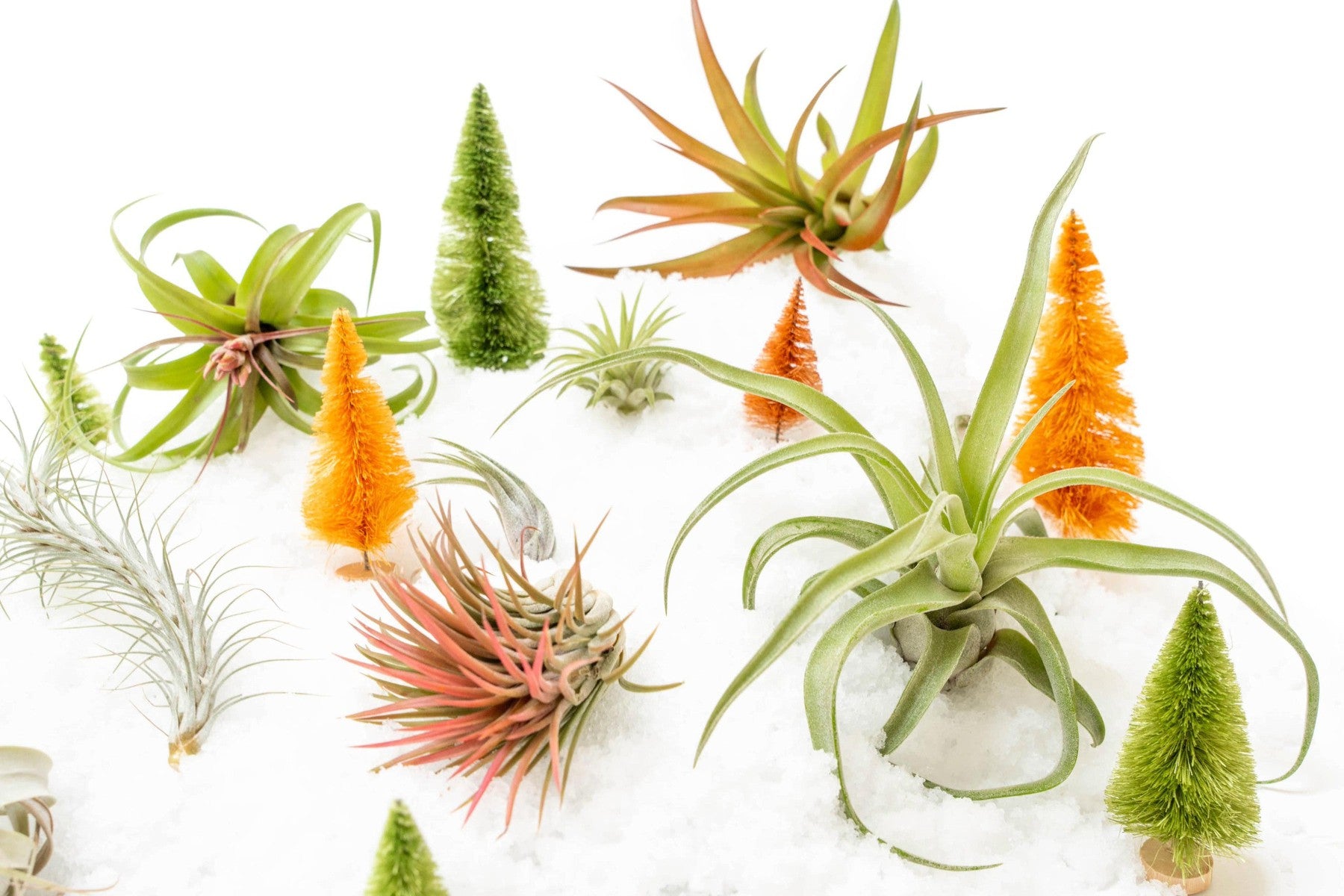 SALE - Premium Tillandsia Air Plant Grab Bag & Fertilizer Packet - Set of 10, 20 or 30 - 40% Off-airplant-The Succulent Source