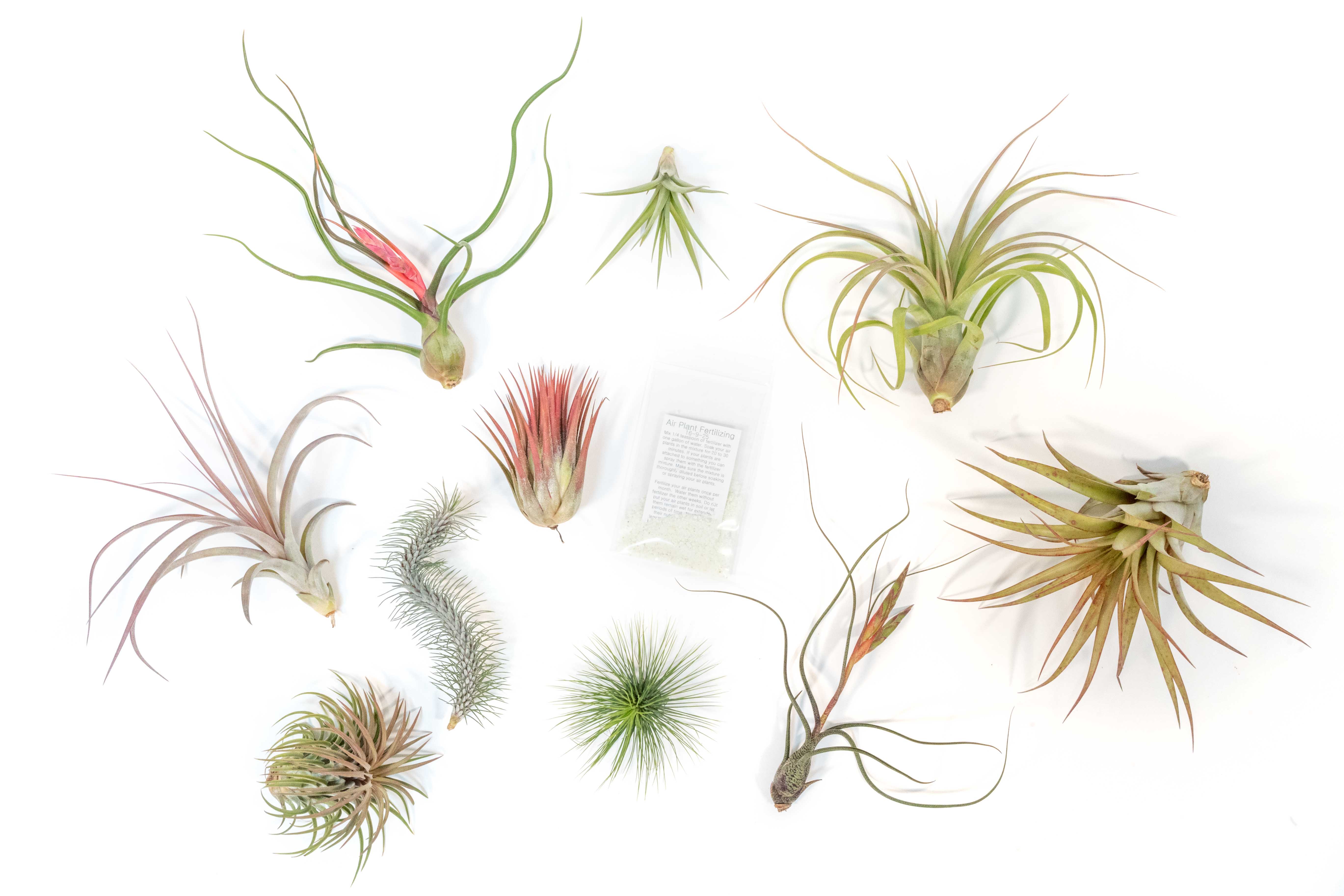 SALE - Premium Tillandsia Air Plant Grab Bag & Fertilizer Packet - Set of 10, 20 or 30 - 40% Off-airplant-The Succulent Source