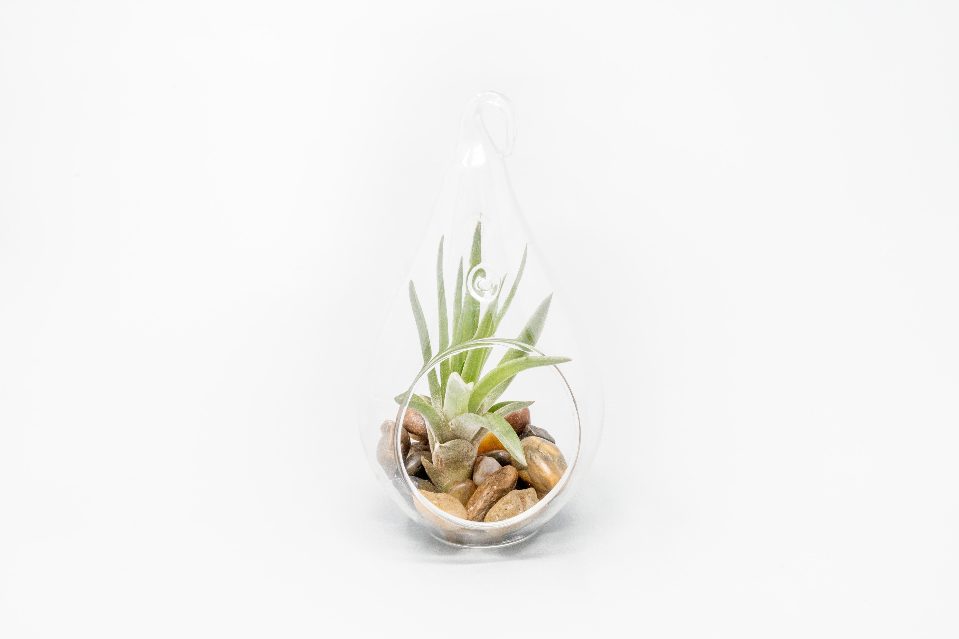 SALE - Set of 3 Airy Teardrop Terrariums with Flat Bottoms-terrarium-The Succulent Source