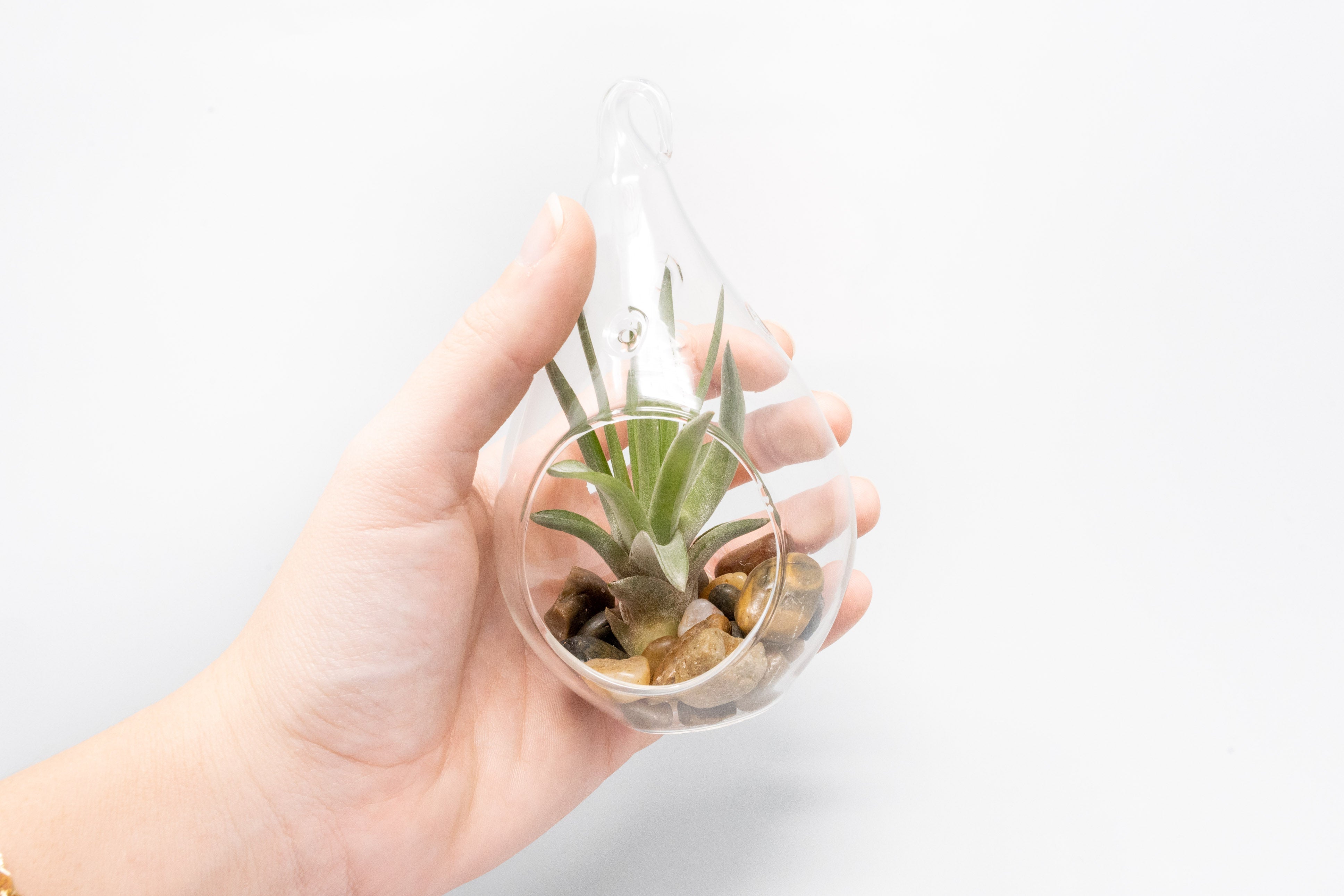 SALE - Set of 3 Airy Teardrop Terrariums with Flat Bottoms-terrarium-The Succulent Source