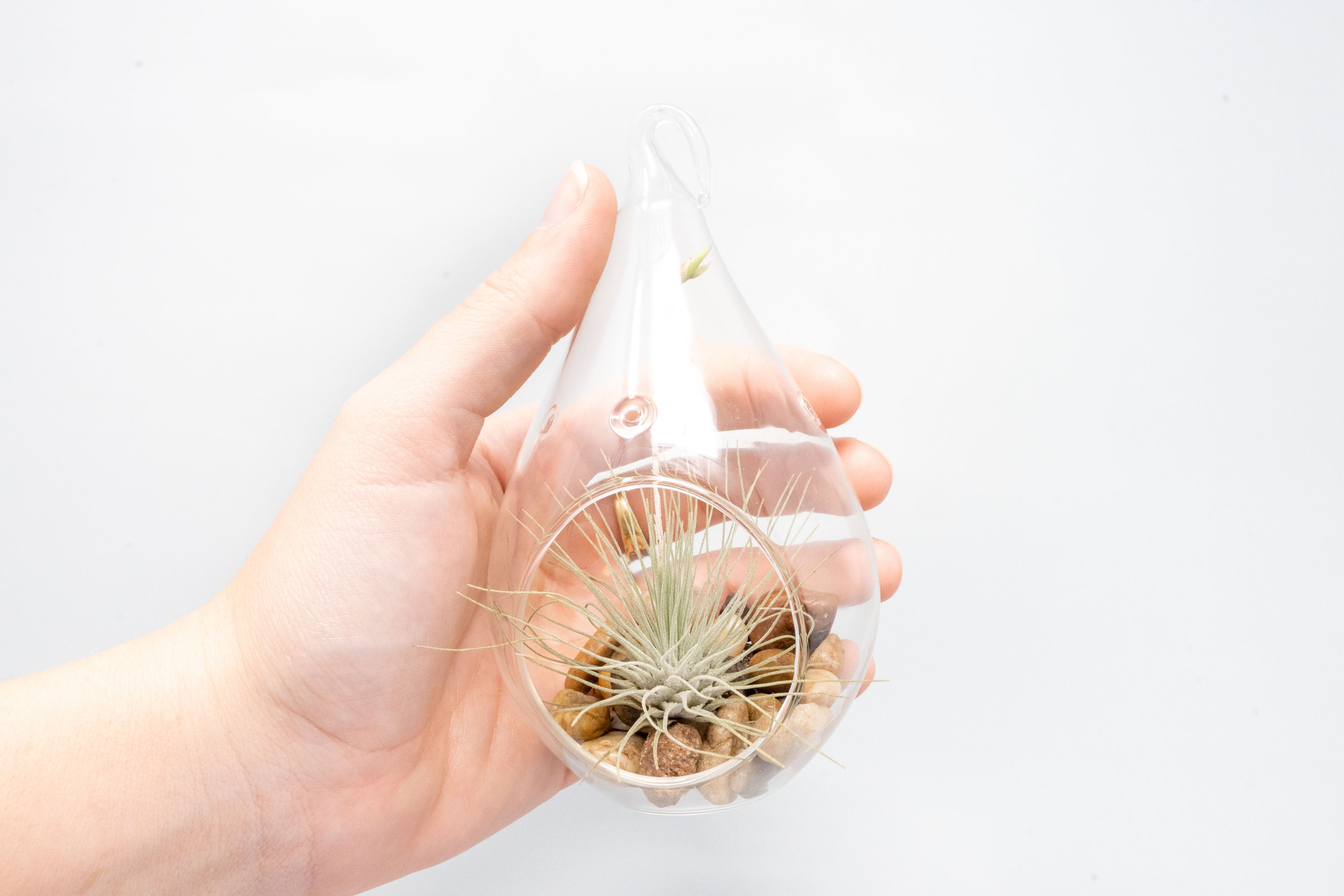 SALE - Set of 3 Airy Teardrop Terrariums with Flat Bottoms-terrarium-The Succulent Source