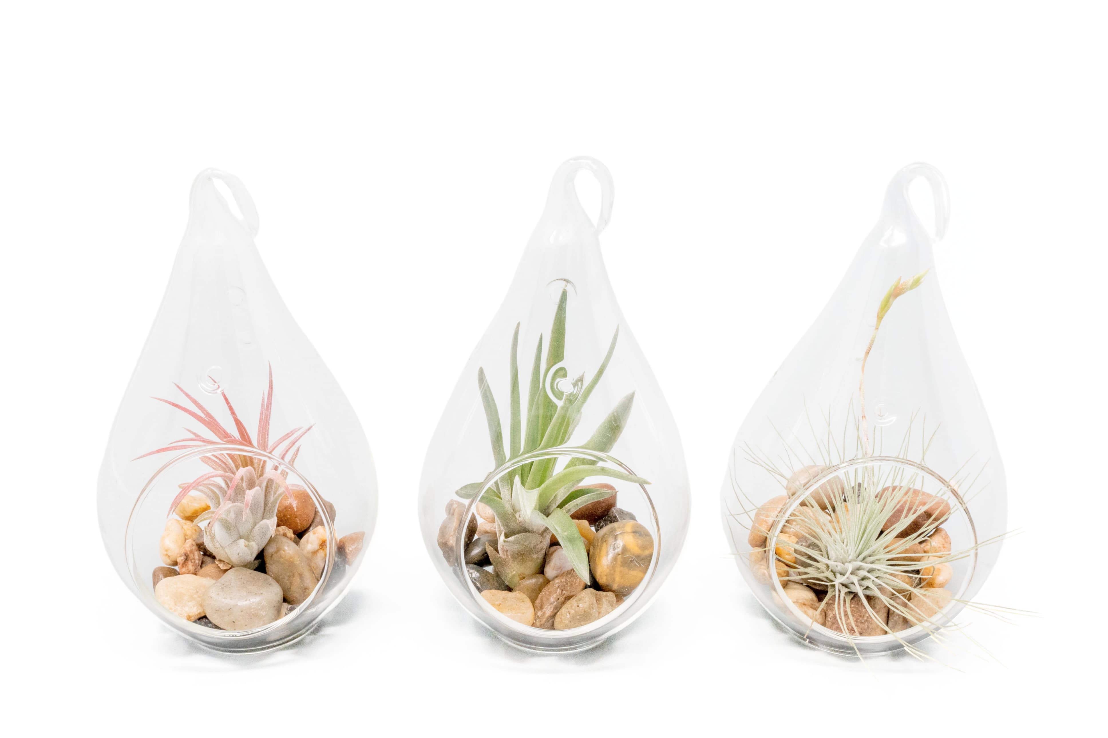 SALE - Set of 3 Airy Teardrop Terrariums with Flat Bottoms-terrarium-The Succulent Source