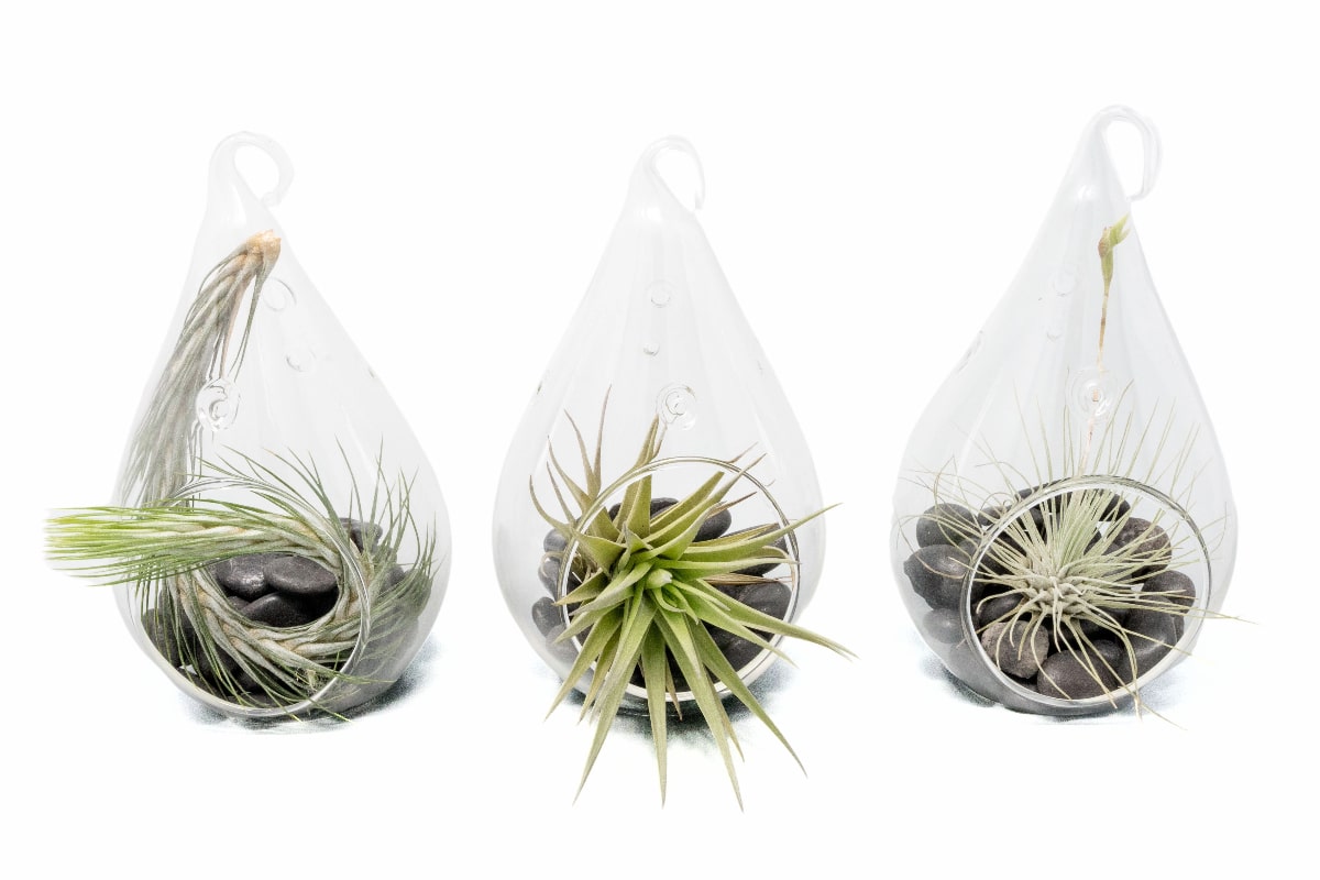 SALE - Set of 3 Funky Teardrop Terrariums with Flat Bottoms-terrarium-The Succulent Source