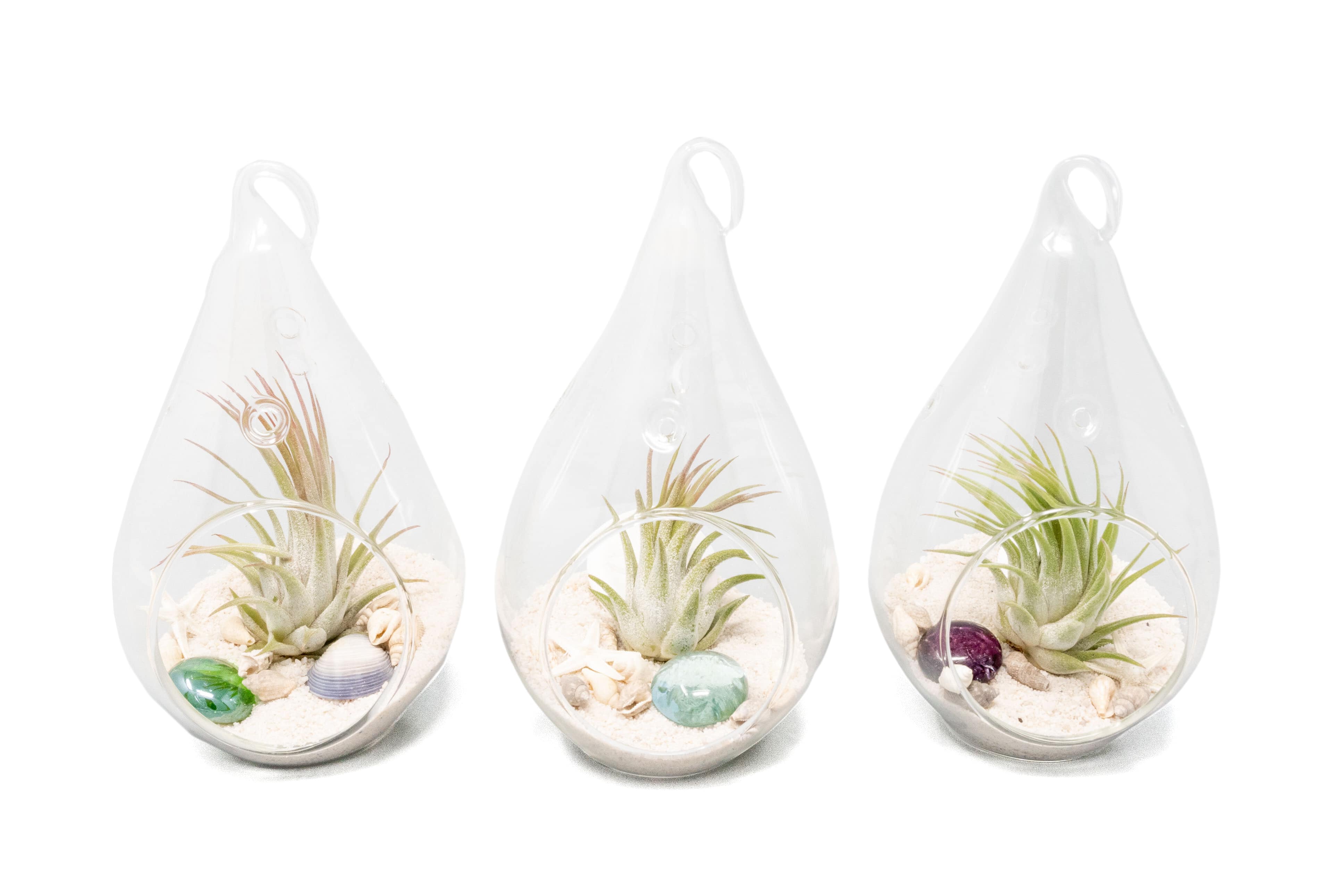 SALE - Set of 3 Teardrop Beach Terrariums with White Sand-terrarium-The Succulent Source