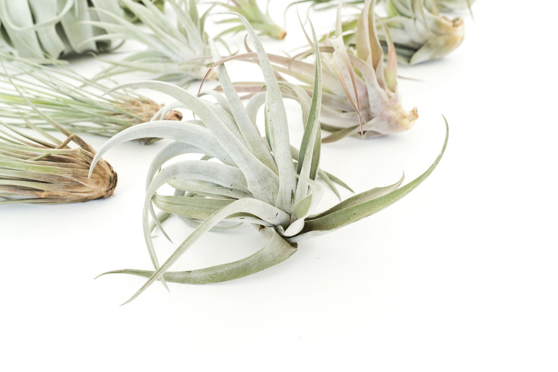 SALE - Special Jumbo Tillandsia Air Plants - Set of 12 - 40% Off-airplant-The Succulent Source