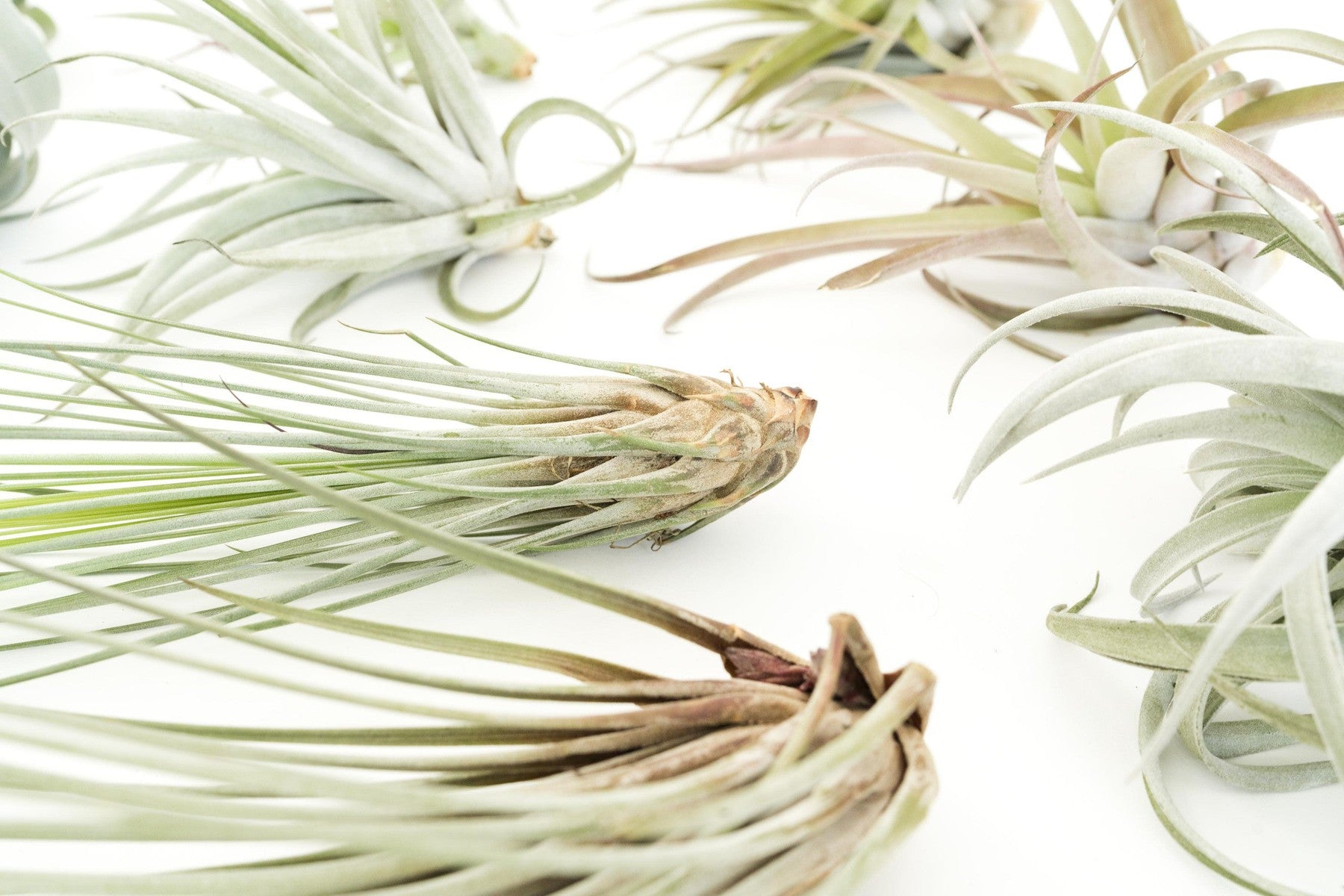 SALE - Special Jumbo Tillandsia Air Plants - Set of 12 - 40% Off-airplant-The Succulent Source