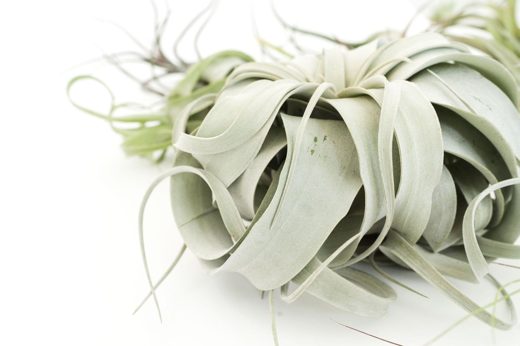 SALE - Special Jumbo Tillandsia Air Plants - Set of 12 - 40% Off-airplant-The Succulent Source