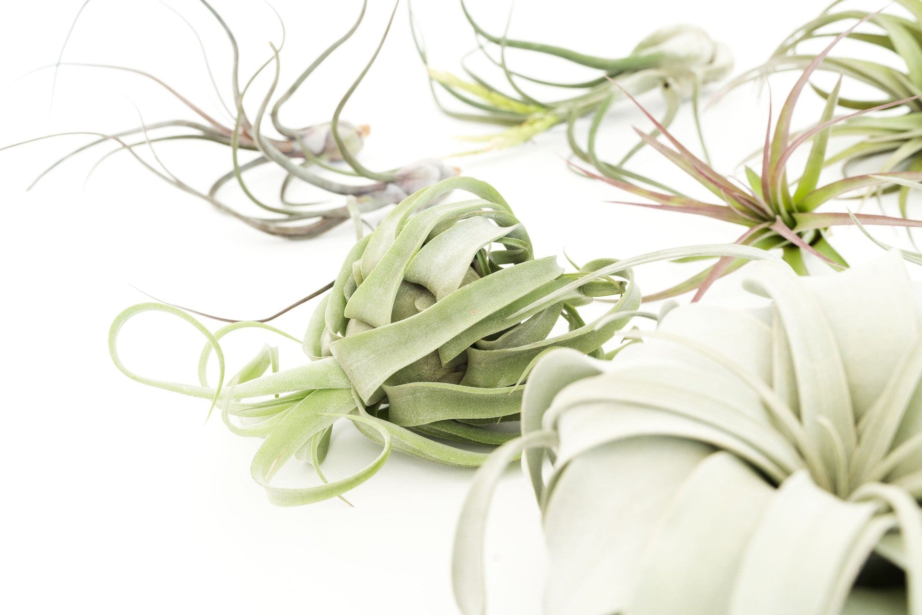 SALE - Special Jumbo Tillandsia Air Plants - Set of 12 - 40% Off-airplant-The Succulent Source