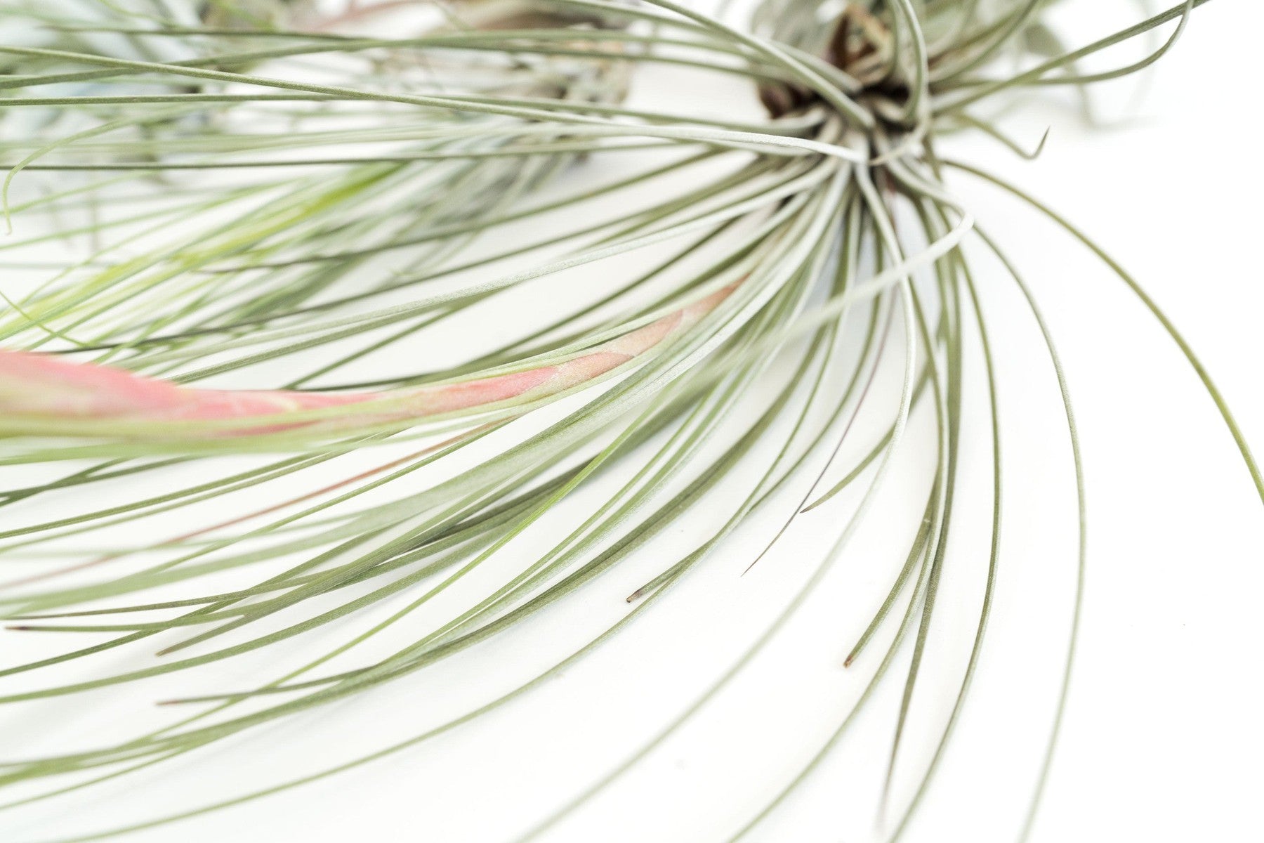 SALE - Special Jumbo Tillandsia Air Plants - Set of 12 - 40% Off-airplant-The Succulent Source