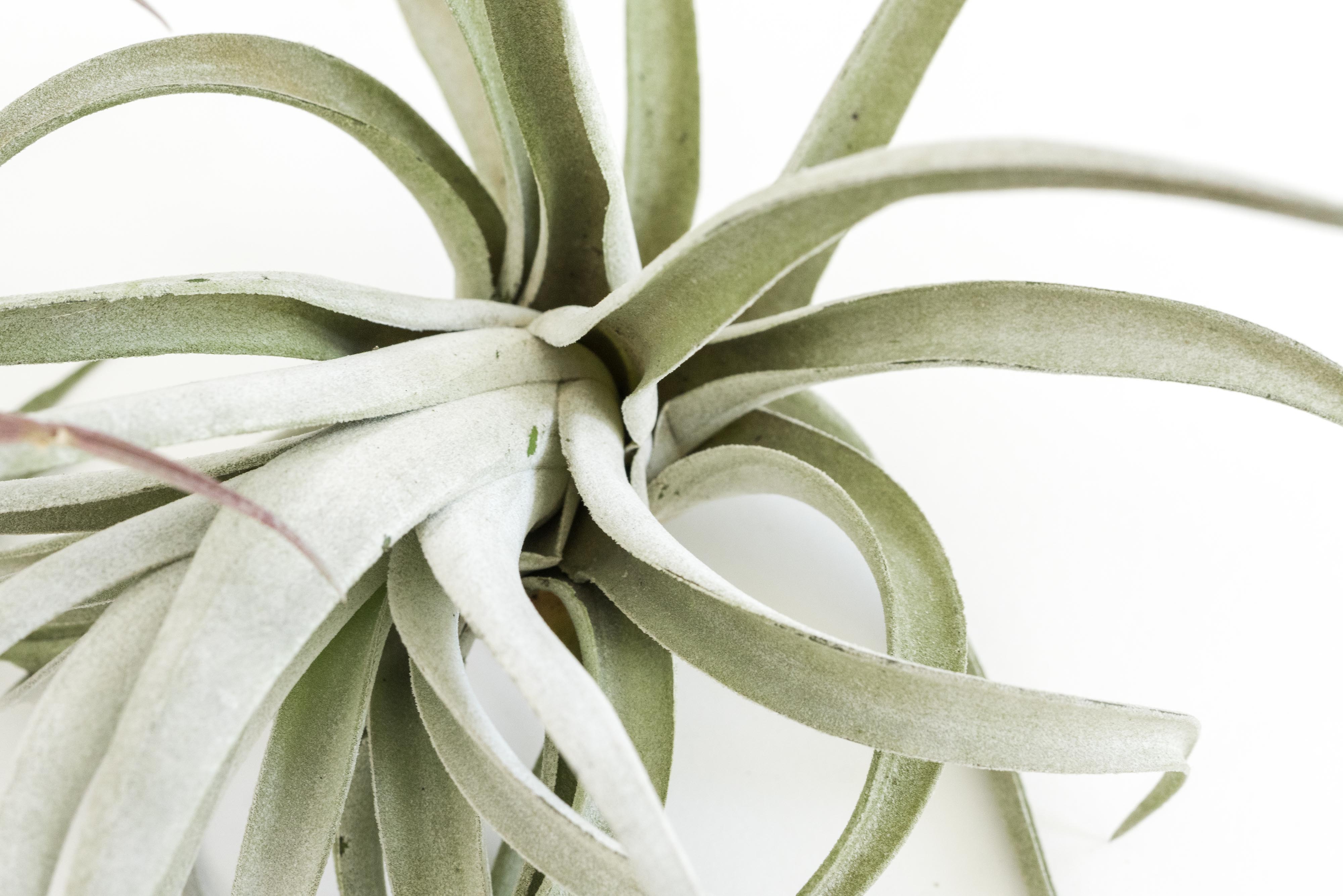 SALE - Special Jumbo Tillandsia Air Plants - Set of 12 - 40% Off-airplant-The Succulent Source