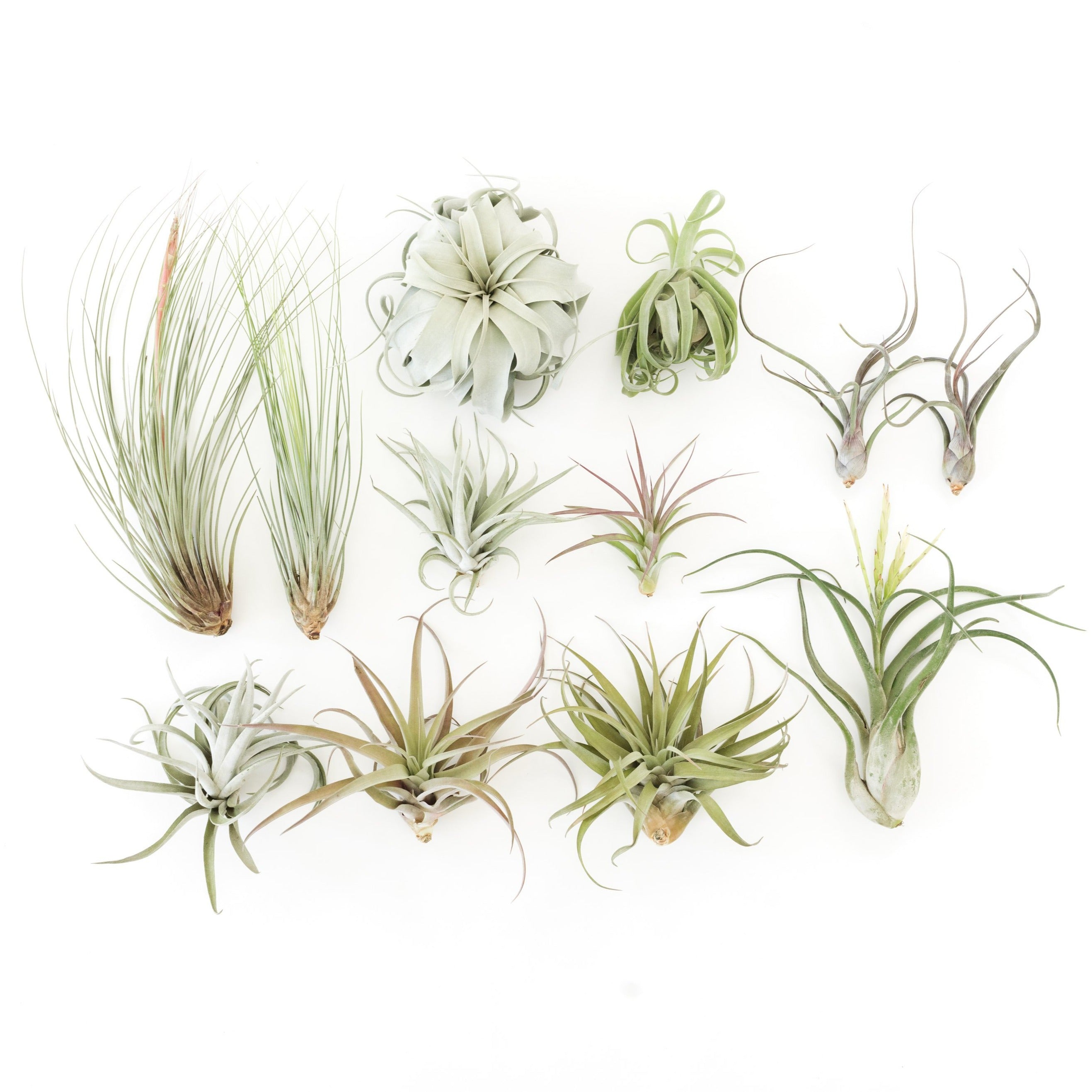 SALE - Special Jumbo Tillandsia Air Plants - Set of 12 - 40% Off-airplant-The Succulent Source