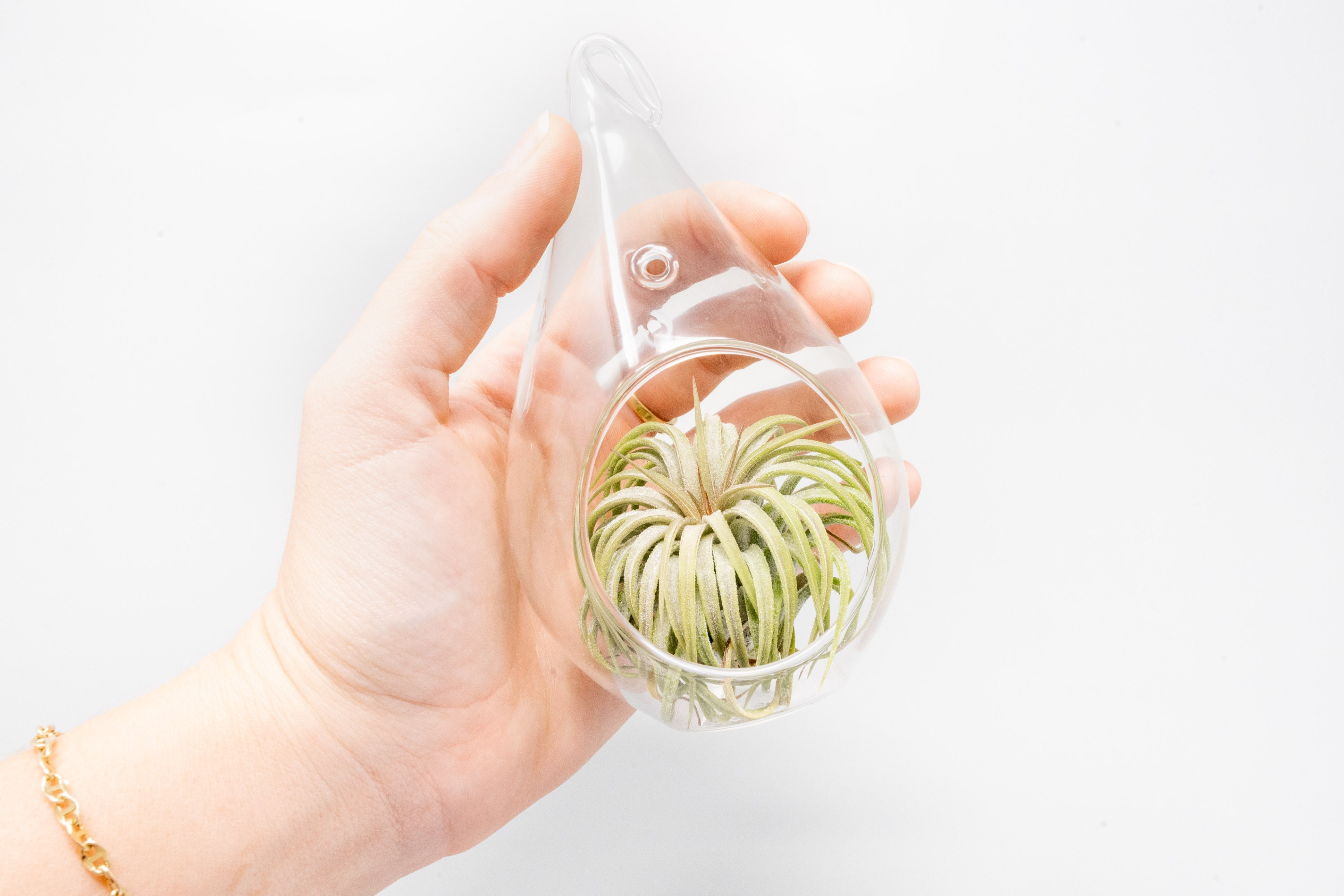 SALE - Teardrop Glass Terrariums - Set of 6 or 12 - 40% Off-gift-The Succulent Source