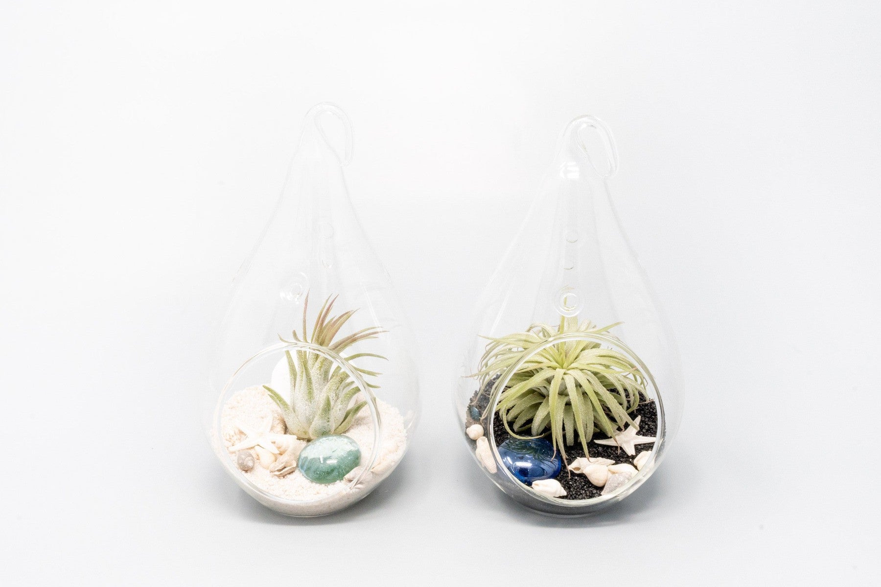 SALE - Teardrop Glass Terrariums - Set of 6 or 12 - 40% Off-gift-The Succulent Source