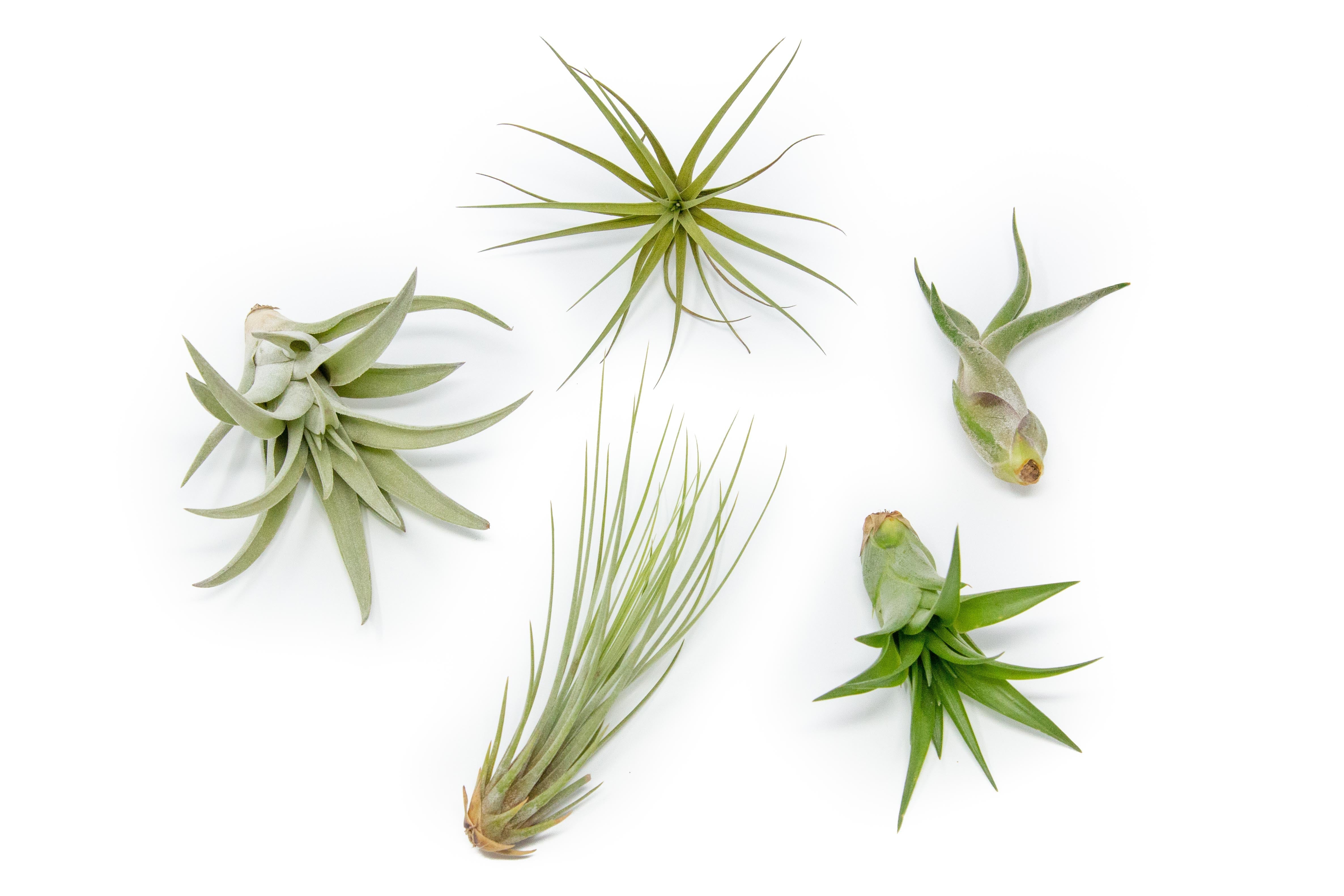 SALE - The Elegant Collection of Tillandsia Air Plants - Set of 10, 20, or 30 - 60% Off-airplant-The Succulent Source